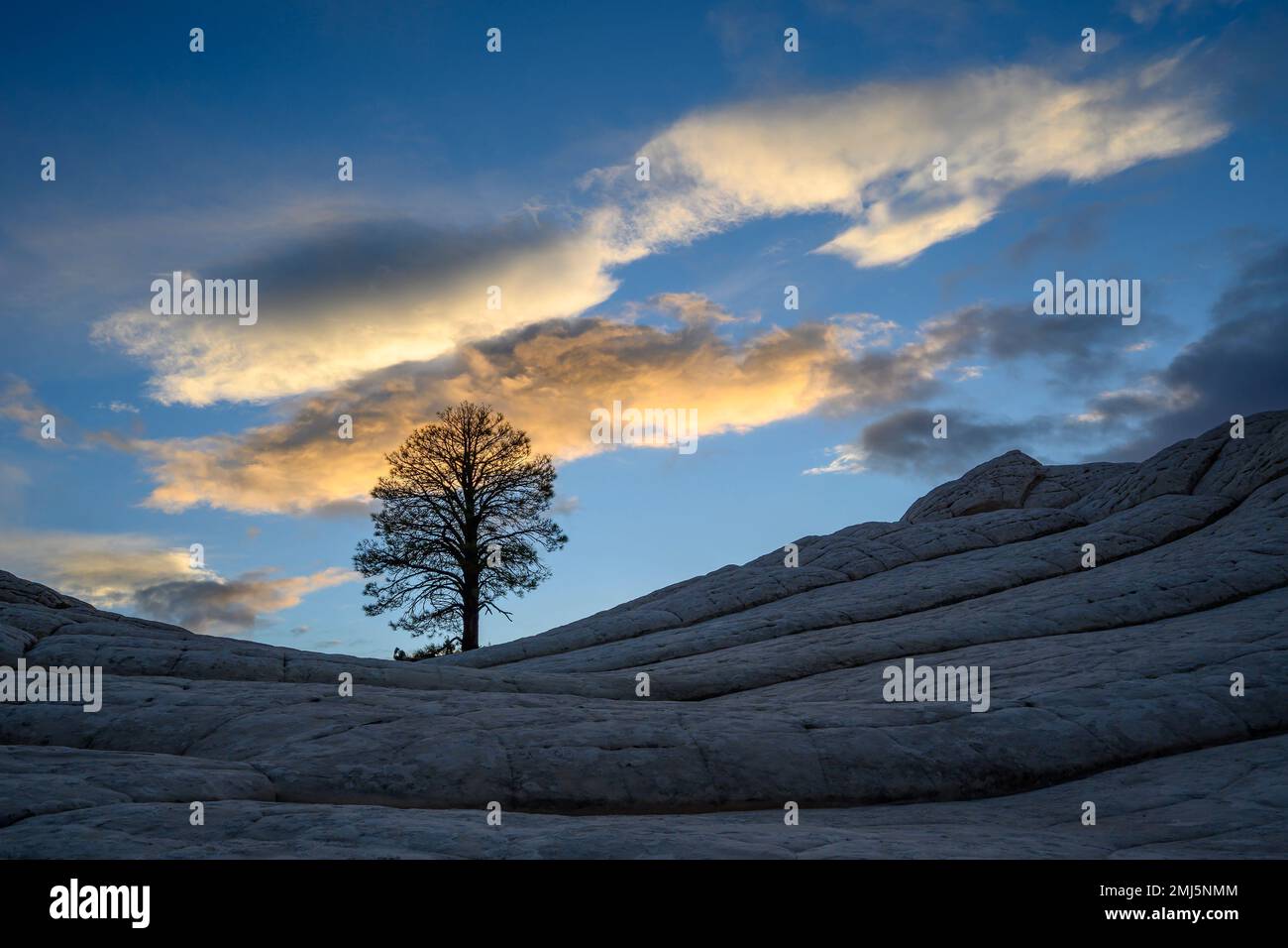 Der Baum in White Pocket im Vermillion Cliffs National Monument, Arizona. Stockfoto