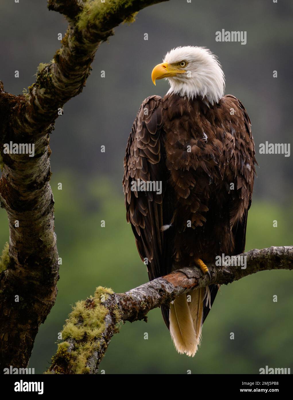 Ein erwachsener Weißkopfadler, der in einem Baum über dem Quillayute River im Olympic National Park, Washington, thront. Stockfoto