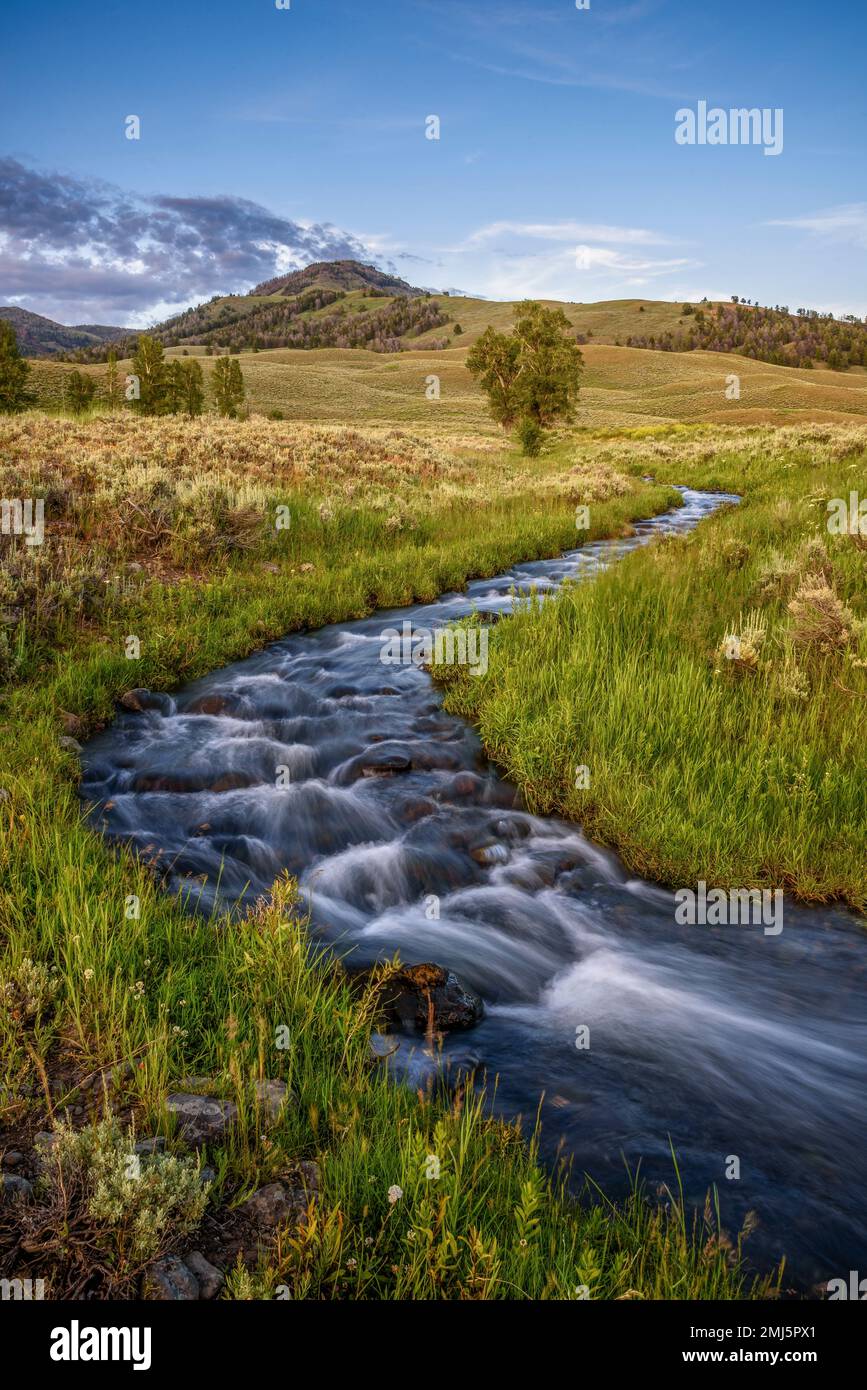 Rose Creek im Lamar Valley, Yellowstone National Park, Wyoming. Stockfoto