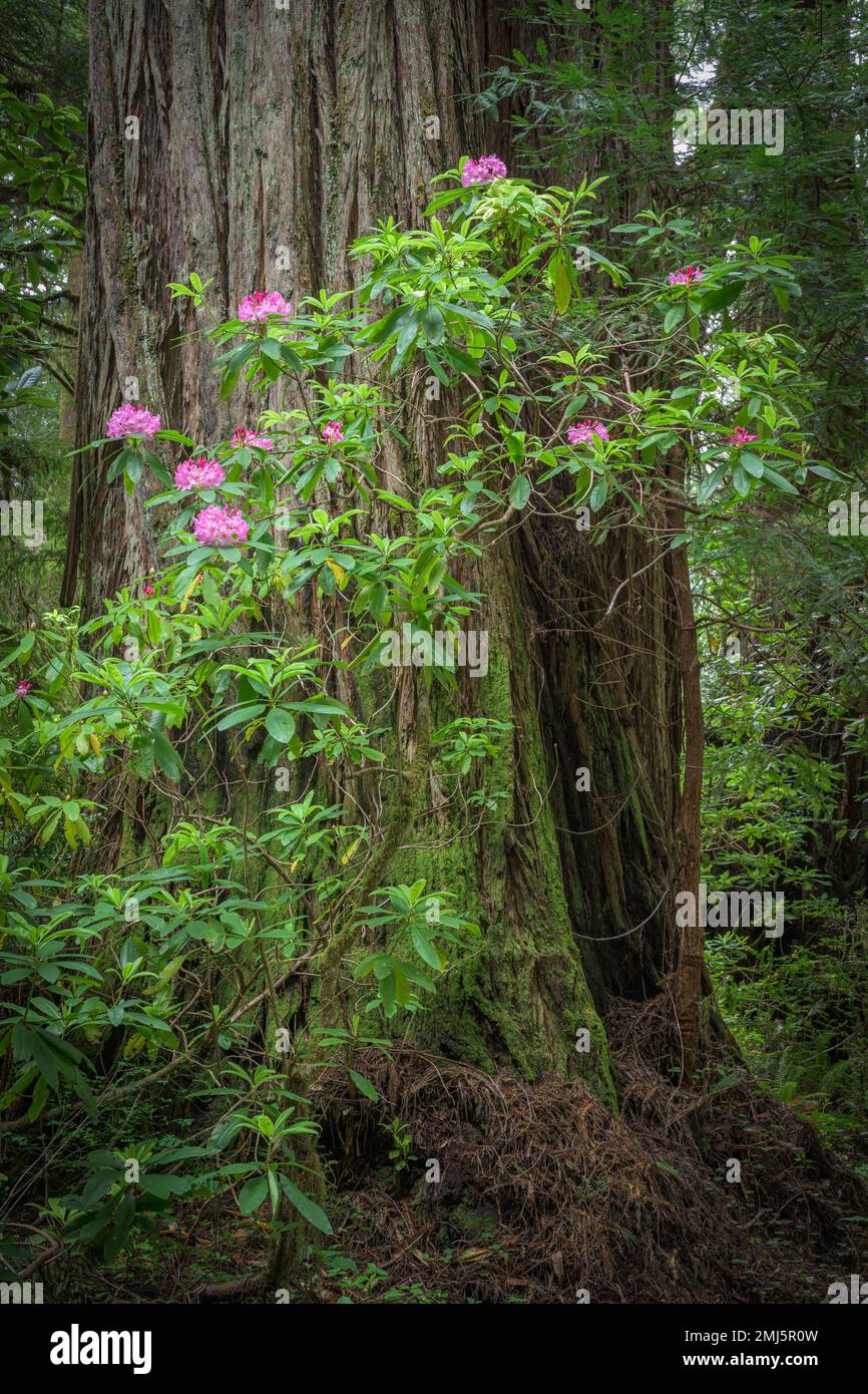 Rhododendron und Redwood Tree, Hiouchi Trail, Jedediah Smith Redwoods State Park, Nordkalifornien. Stockfoto