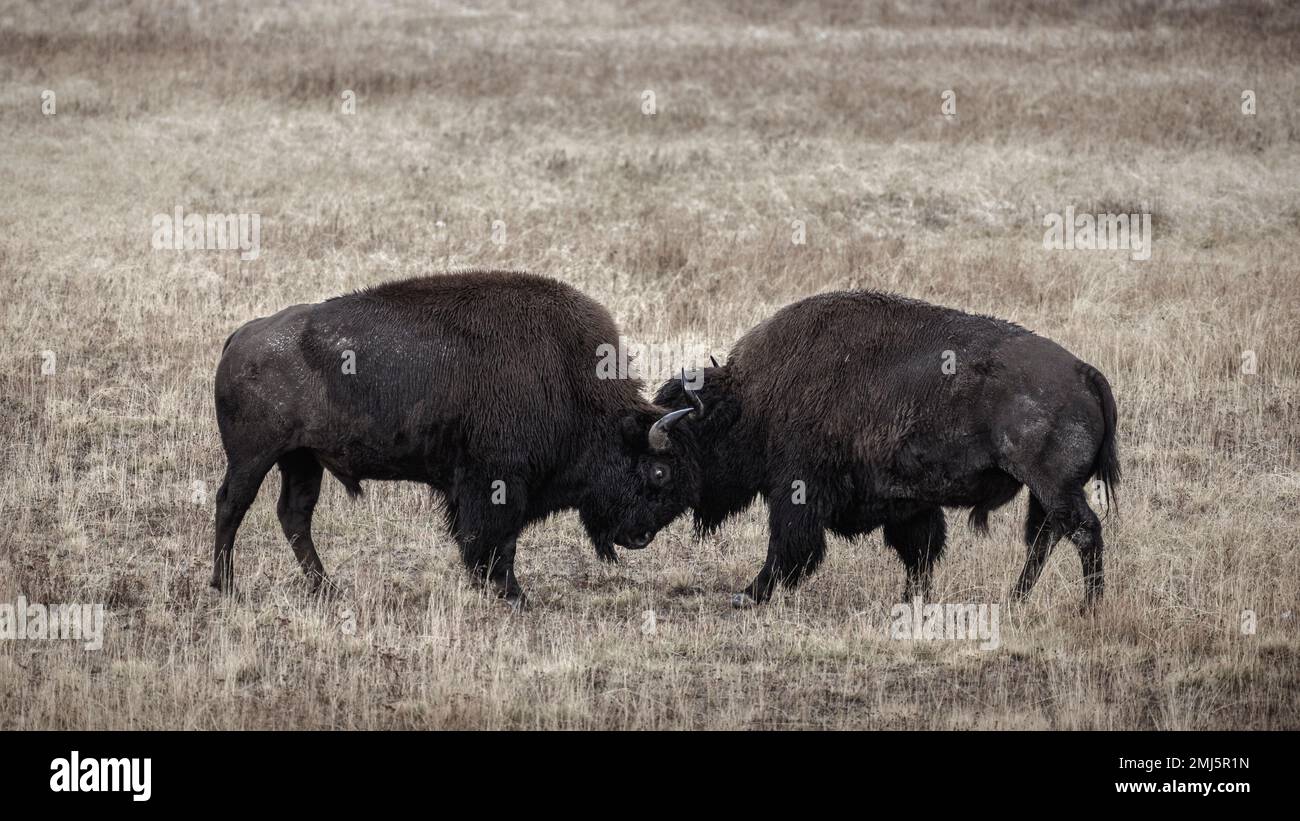 Junge Bison-Bullen, die in Fountain Flats, Yellowstone National Park, Wyoming, USA, Sparring sind. Stockfoto