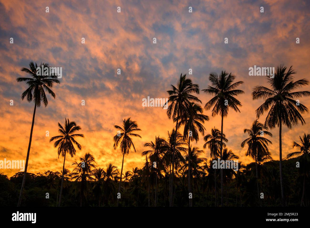 Kokospalmen und ein farbenfroher Sonnenaufgangshimmel in Chacala an der mexikanischen Riviera Nayarit. Stockfoto