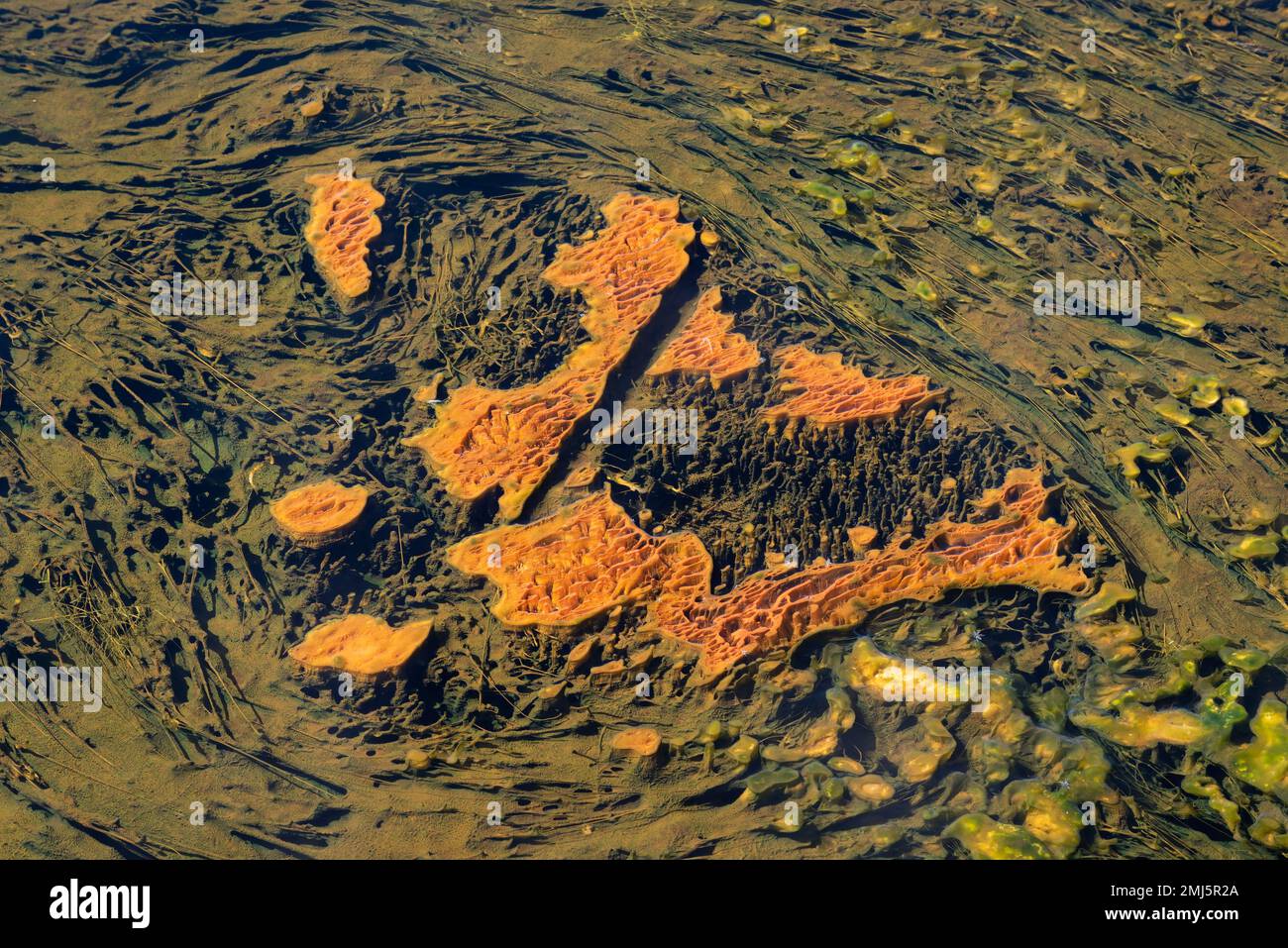 Bakterienmatten im Biscuit Basin im Yellowstone National Park. Stockfoto