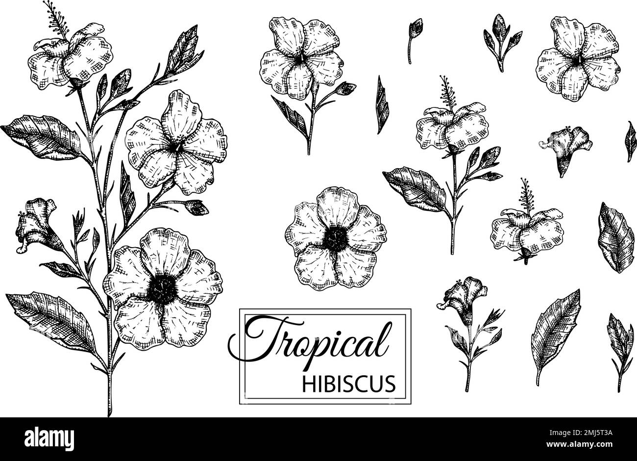 Vektordarstellung tropischer Blüten isoliert auf weißem Hintergrund. Handgezeichneter Hibiskus. Schwarz-weiße Blumengrafik. Tropisches Design e Stock Vektor