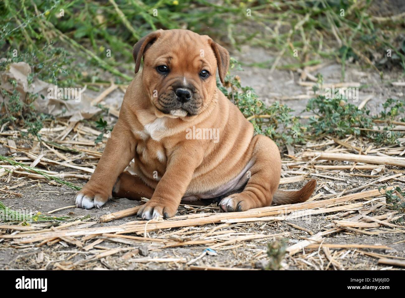 Hündchen auf dem Gras in Chile Stockfoto