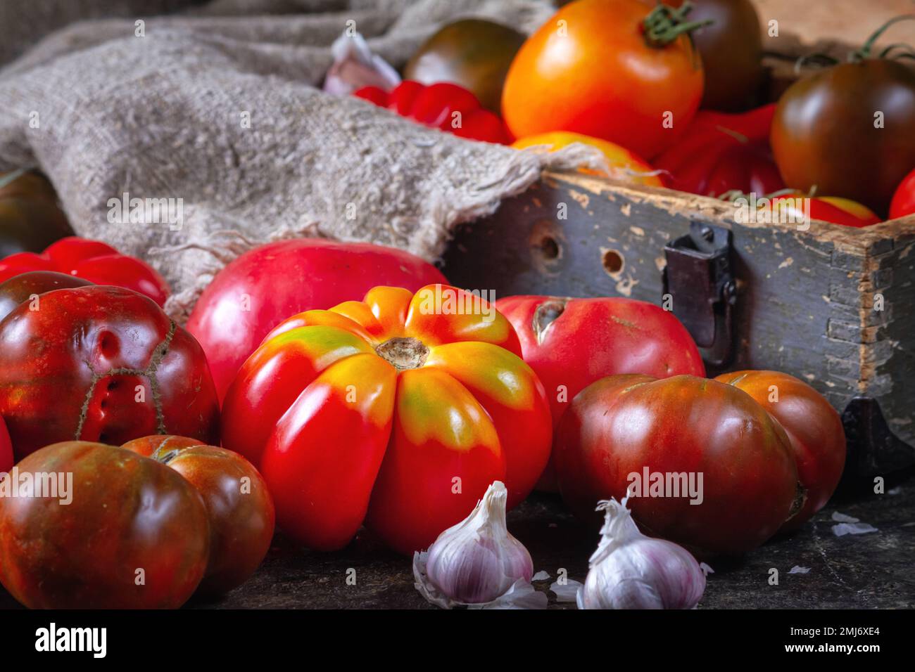 Ernten Sie gemischte Bio-Tomaten - rot, gelb, orange, braun. Sortieren Sie frische, farbenfrohe Tomaten verschiedener Sorten mit selektivem Fokus. Retrosty Stockfoto