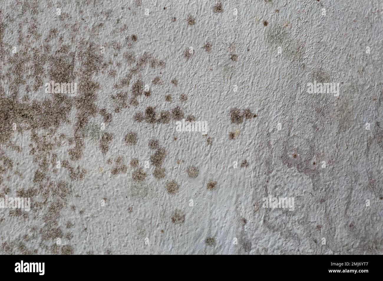 Schwarze Flecken von toxischen Schimmel und Pilzbakterien an der
