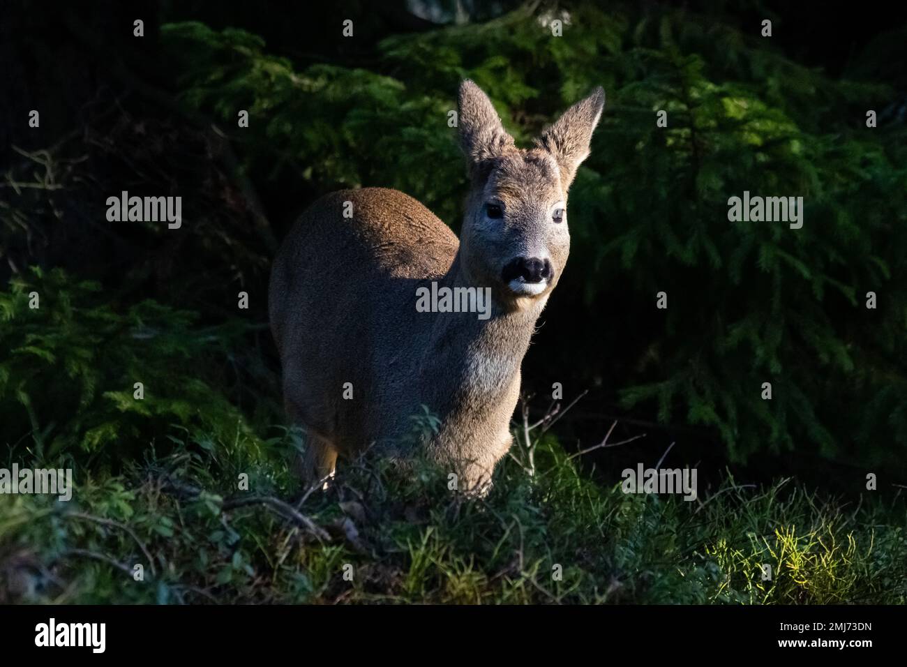 Rehe im Wald Stockfoto