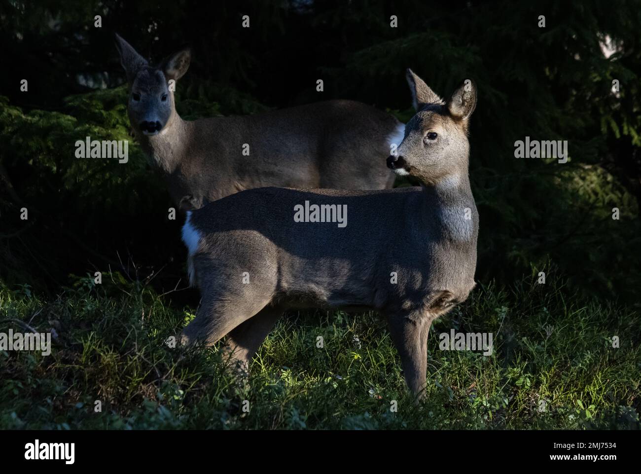 Rehe im Wald Stockfoto