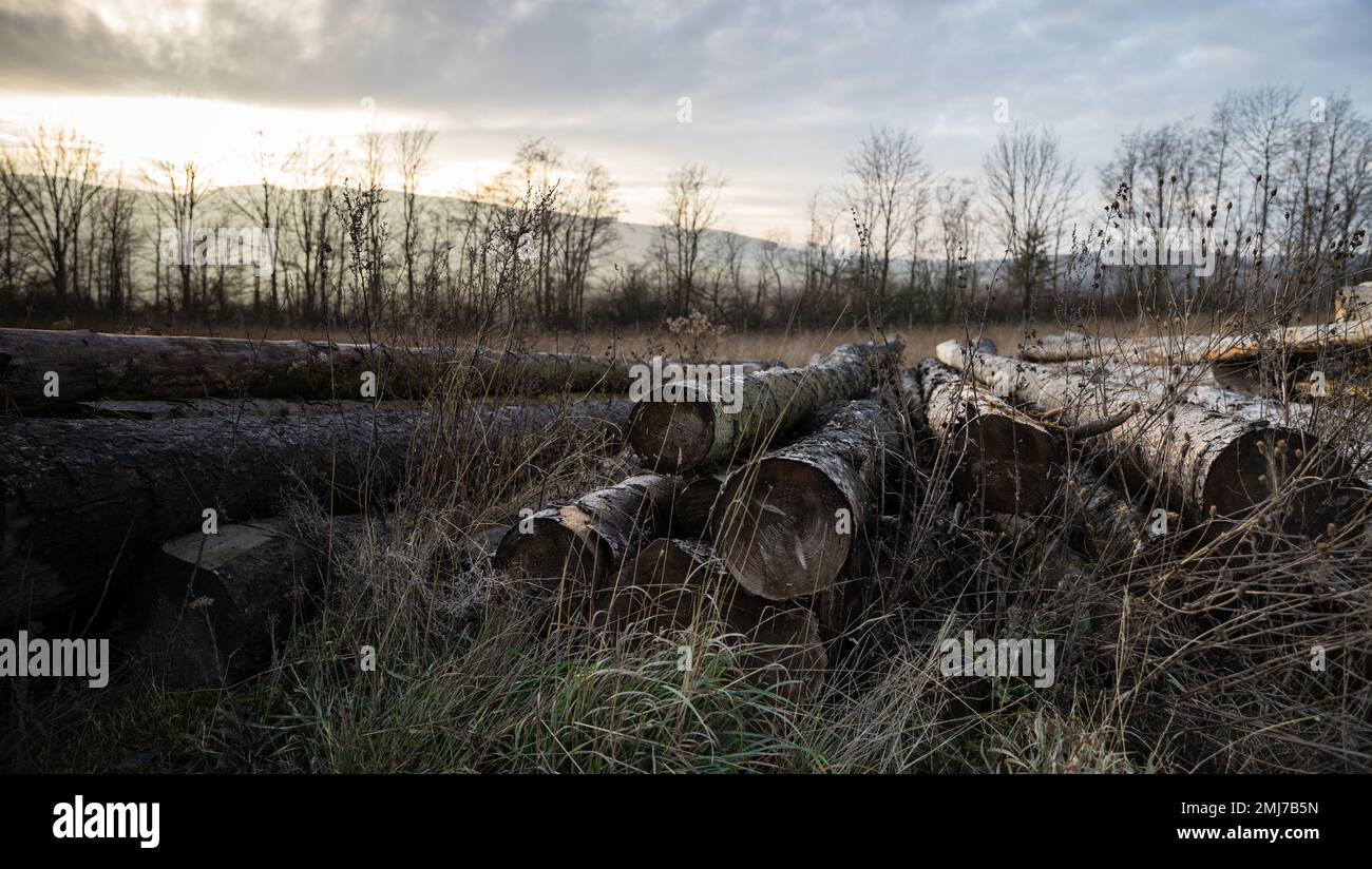 Im Gras liegen abgeschlagene Stämme. Im Hintergrund geht die Sonne unter. Das Holz ist bereits verwittert. Stockfoto