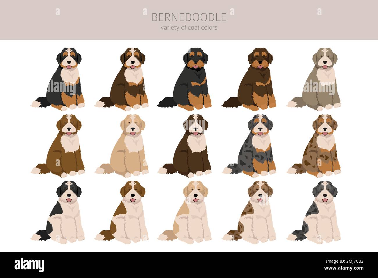 Bernedoodle-Hybrid-Clipart. Alle Mantelfarben eingestellt. Andere Position. Infografik zu den Merkmalen aller Hunderassen. Vektordarstellung Stock Vektor