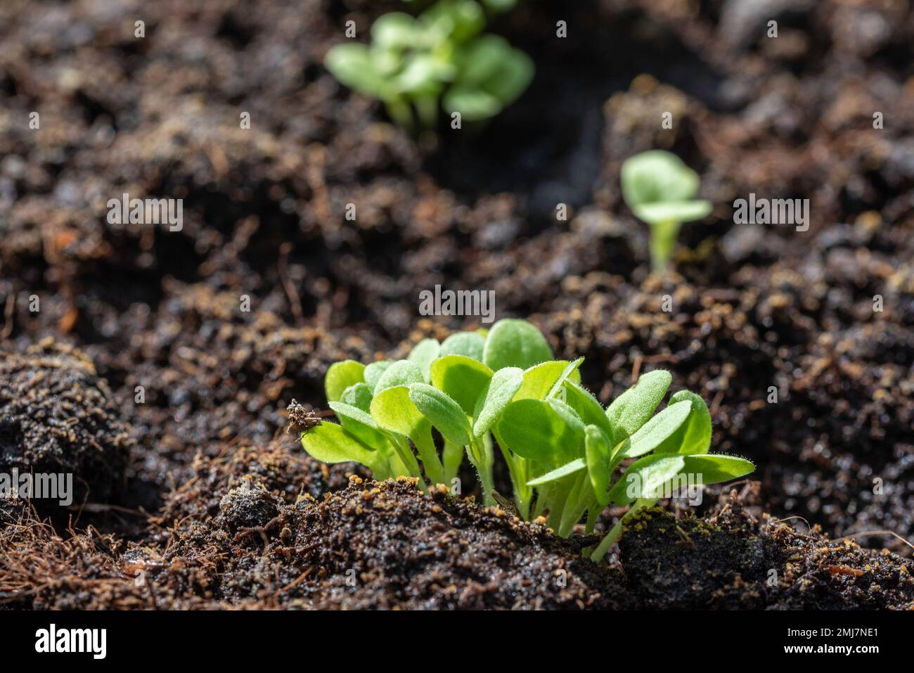 Frische Salatkeimlinge, die im Garten wachsen Stockfoto