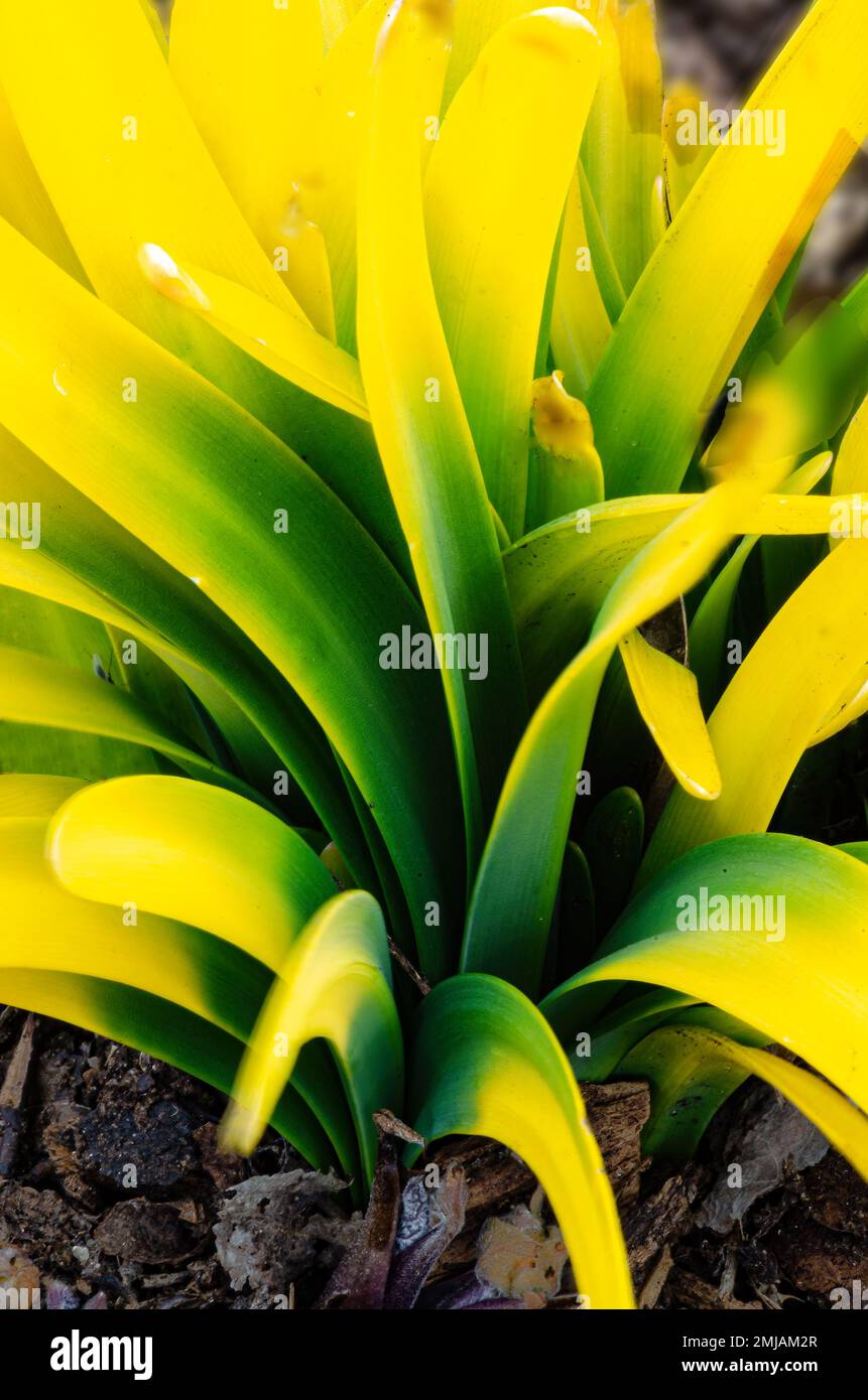 Narzissen oder Narzissen treten im Frühling auf dem Waldboden eines