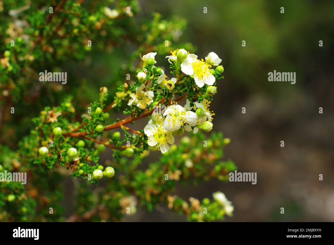 Cliff Rose Bush im Norden Arizonas Stockfoto