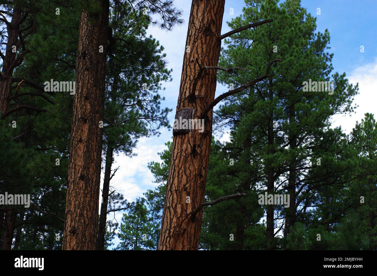 Ponderosa Kiefern im Arizona Forest Stockfoto