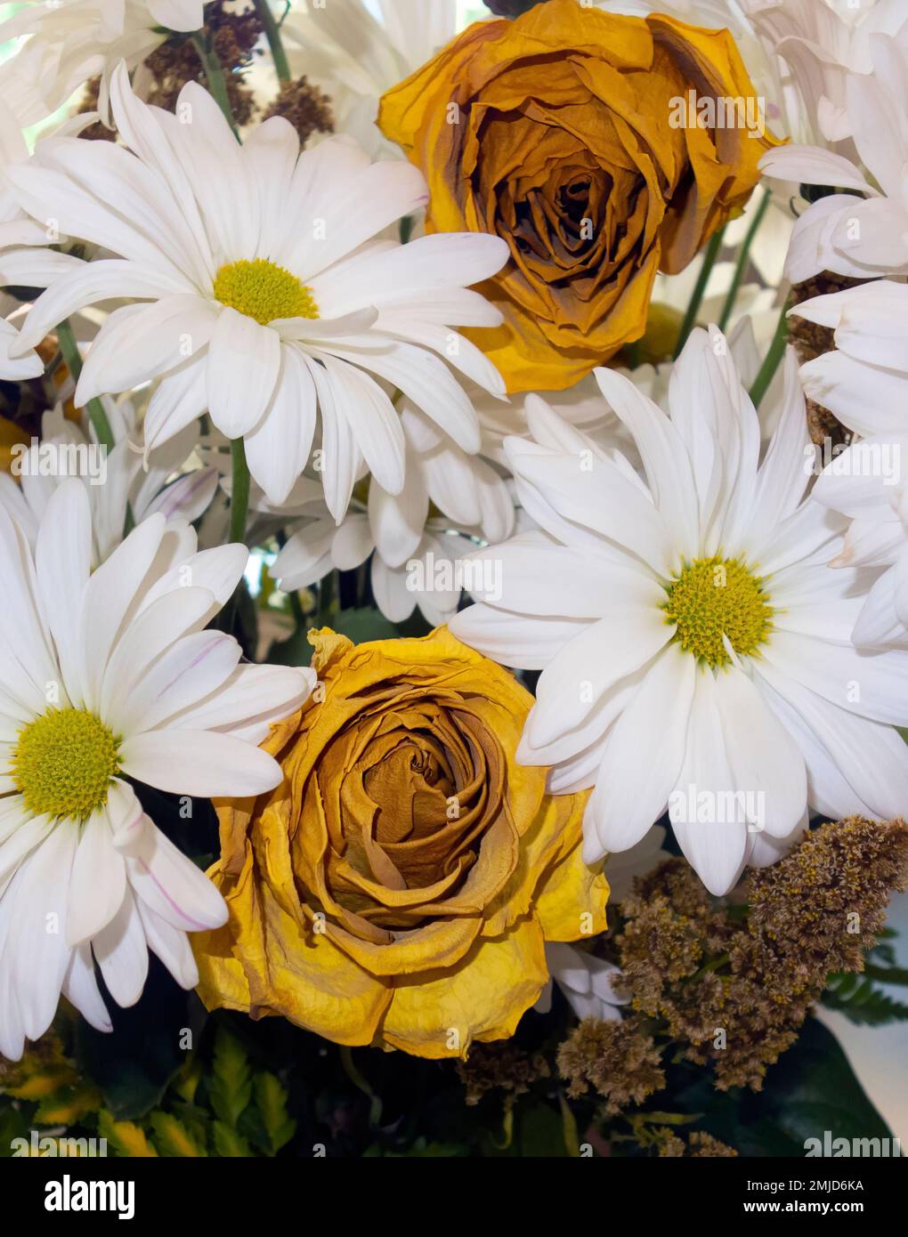 Weiße Gänseblümchen und getrocknete gelbe Rosen. Stockfoto