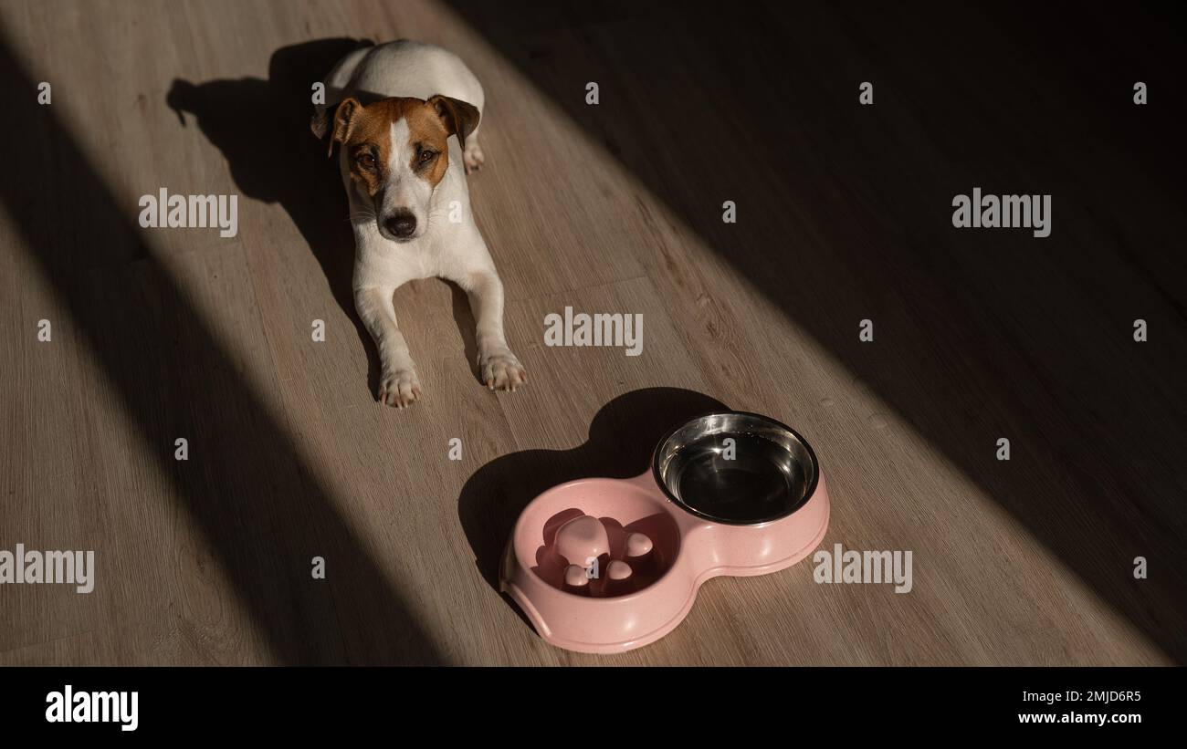 Eine Doppelschüssel für langsames Füttern und eine Schüssel Wasser für den Hund. Jack Russell Terrier Hund neben einem rosa Teller mit trockenem Essen auf einem Holzboden. Stockfoto