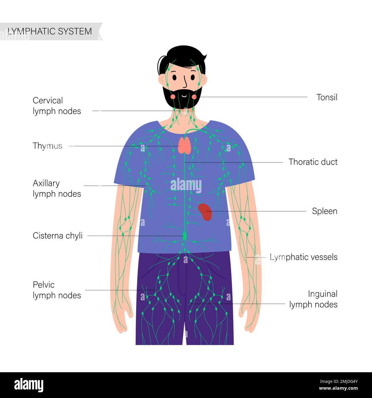 Lymphsystem, Illustration Stockfoto