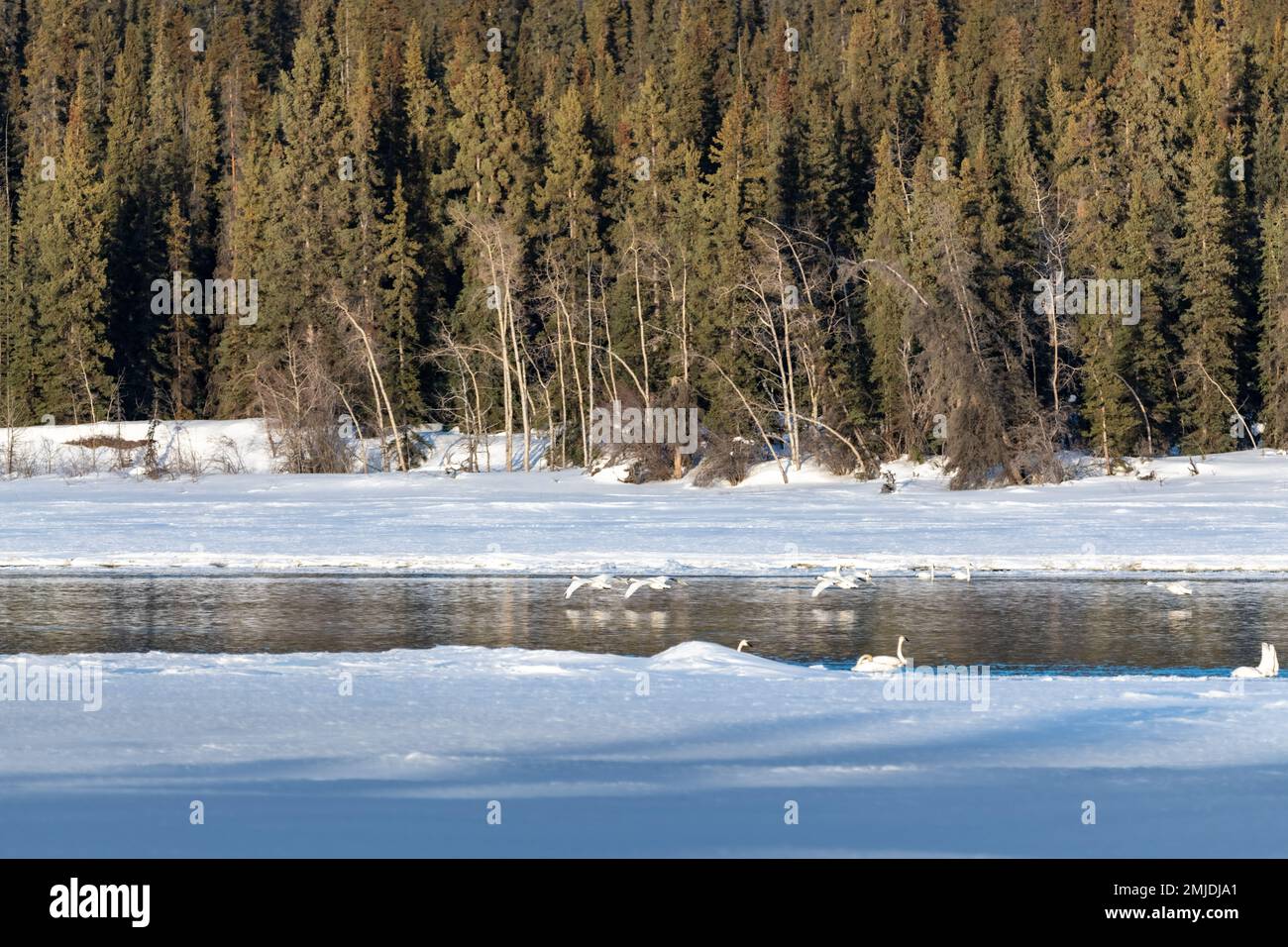 Wandertrompeter und Tundraschwäne in der Frühlingssaison während ihres Fluges in die nördliche Arktis, Beringmeer, Alaska. Aufgenommen in Yukon Territory, CAN Stockfoto