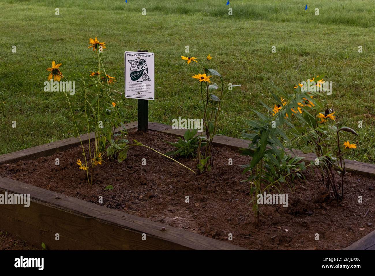 Im Sommer 2022 pflanzten Ranger am Crooked Creek Lake in Ford City, Pennsylvania, Blumen, um mehr Bestäuber wie Schmetterlinge und Bienen anzuziehen. Crooked Creek Lake ist Eigentum und wird von den USA betrieben Armeekorps der Ingenieure im Bezirk Pittsburgh für Hochwasserschutz an den unteren Flüssen Allegheny und Ohio. Die Anlage bietet ganzjährig Erholungsmöglichkeiten wie Bootstouren, Angeln, Eisangeln, Jagen, Wandern, Camping, Schwimmen, Metalldetektion, Picknick und Disc-Golf. Stockfoto