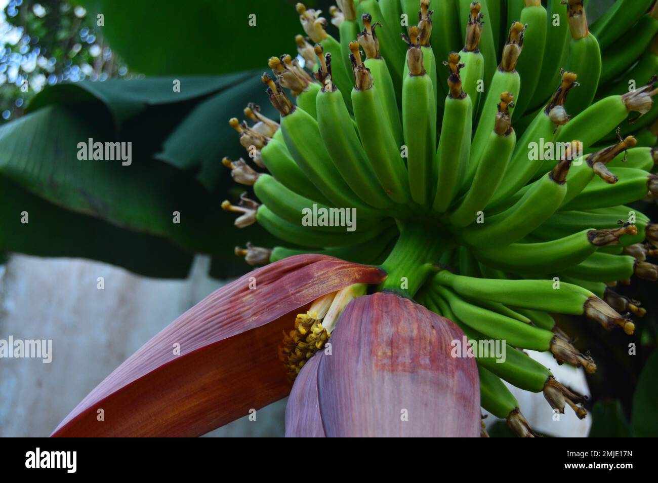 Junge Bananenfrüchte und Bananenblüten hängen noch am Baum. Frisches grünes junges Obst, frische rosa-rote Bananenblüten, oder die Einheimischen sagten "Bananenherz" Stockfoto
