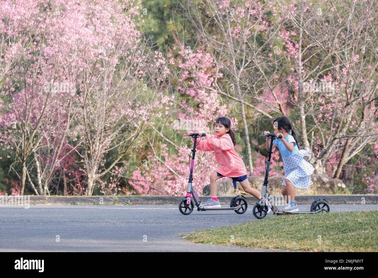 Aktive Schwestern, die an Sommertagen Roller auf der Straße im Park fahren. Glückliche asiatische Kinder, die im Park Kick-Roller fahren. Aktive Freizeit und Outdoor Stockfoto