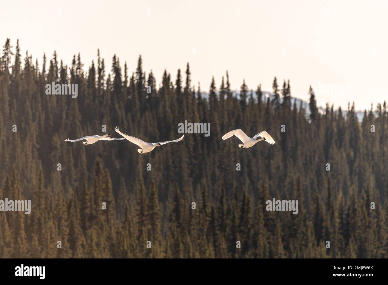 Wandertrompeter und Tundraschwäne in der Frühlingssaison während ihres Fluges in die nördliche Arktis, Beringmeer, Alaska. Aufgenommen in Yukon Territory, CAN Stockfoto