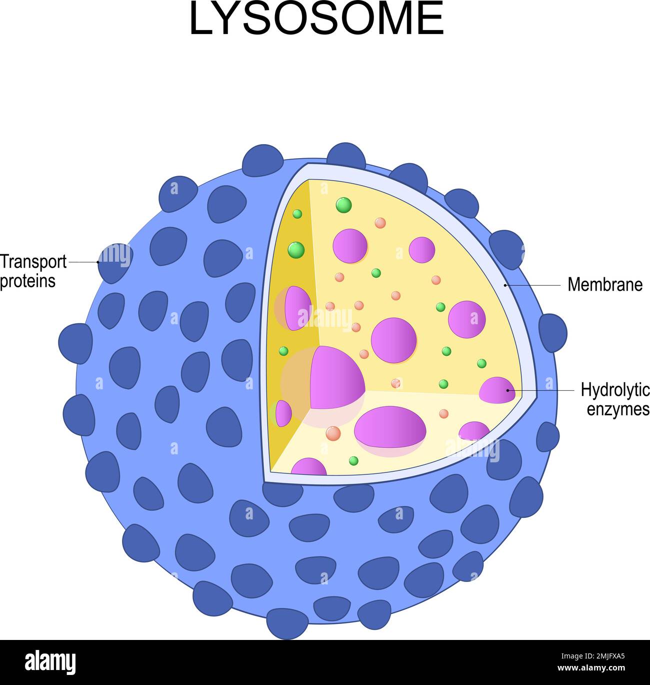 Lysosomenanatomie. Die Struktur der Organelle, die in der Tierzelle gefunden wird. vektordiagramm Stock Vektor