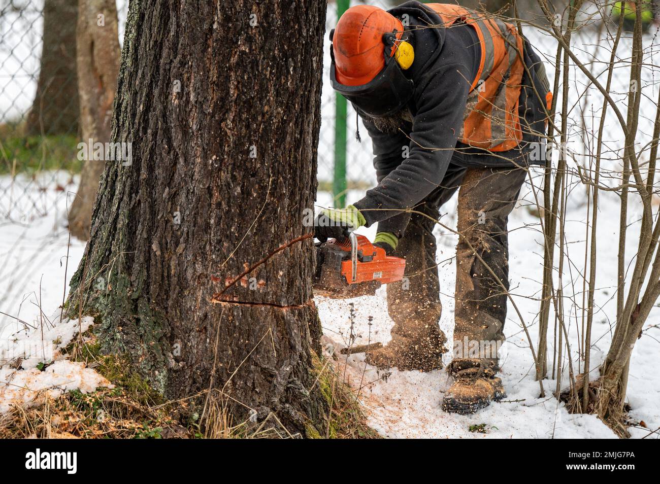 Ein professioneller Holzfäller, der in der Nähe einer öffentlichen Straße einen gefährlichen Baum gefällt. Polen. Stockfoto