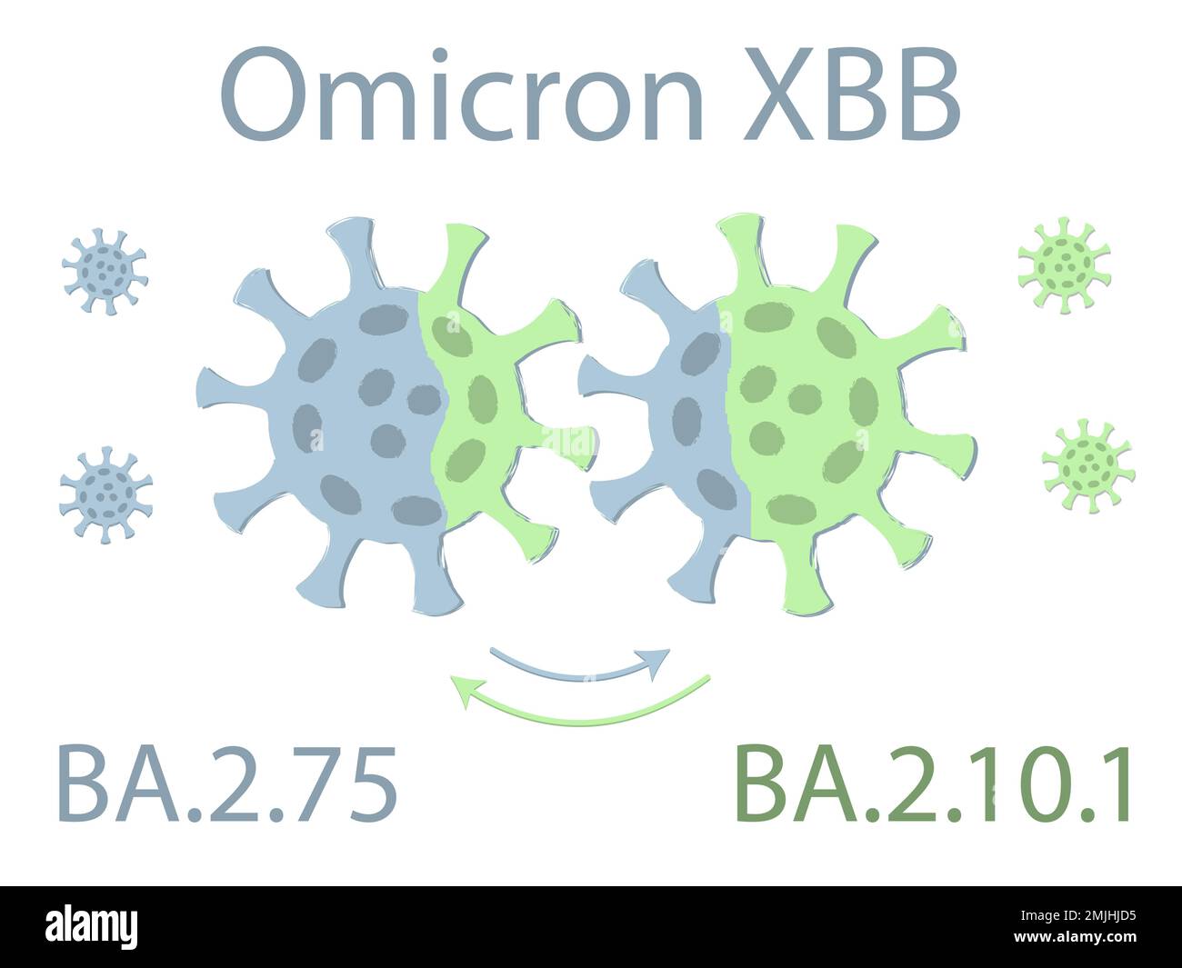 Die Variante Omicron XBB ist eine Mischung der beiden Untervarianten von Omicron: BA.2,75 und BA.2.10.1. Schematische Zeichnung. Zwei Viren tauschen ihre DNA aus. Die Excha Stock Vektor