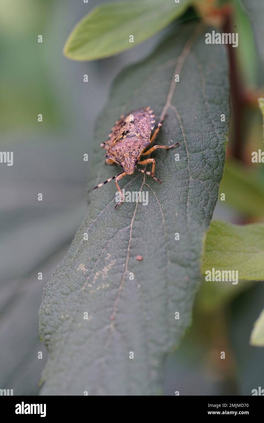 Detaillierte natürliche Nahaufnahme eines erwachsenen melierten Schildkäfers, Rhaphigaster nebulosa, der auf einem grünen Blatt sitzt Stockfoto