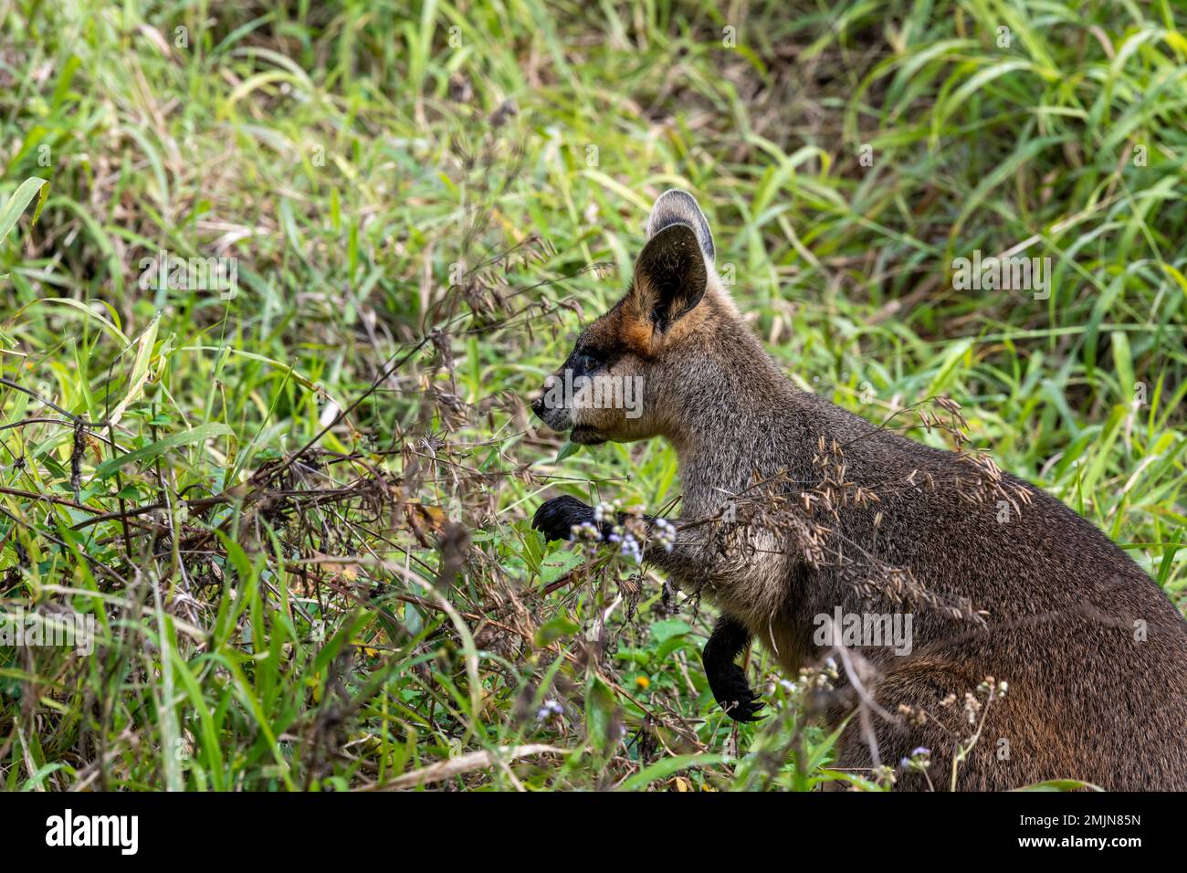 Das Sumpfwallaby (Wallabia Bicolor) ist ein kleines Makropodenmarsupial im Osten Australiens, das auf einem Wanderweg in der Carnarvon-Schlucht gefüttert wird. Stockfoto