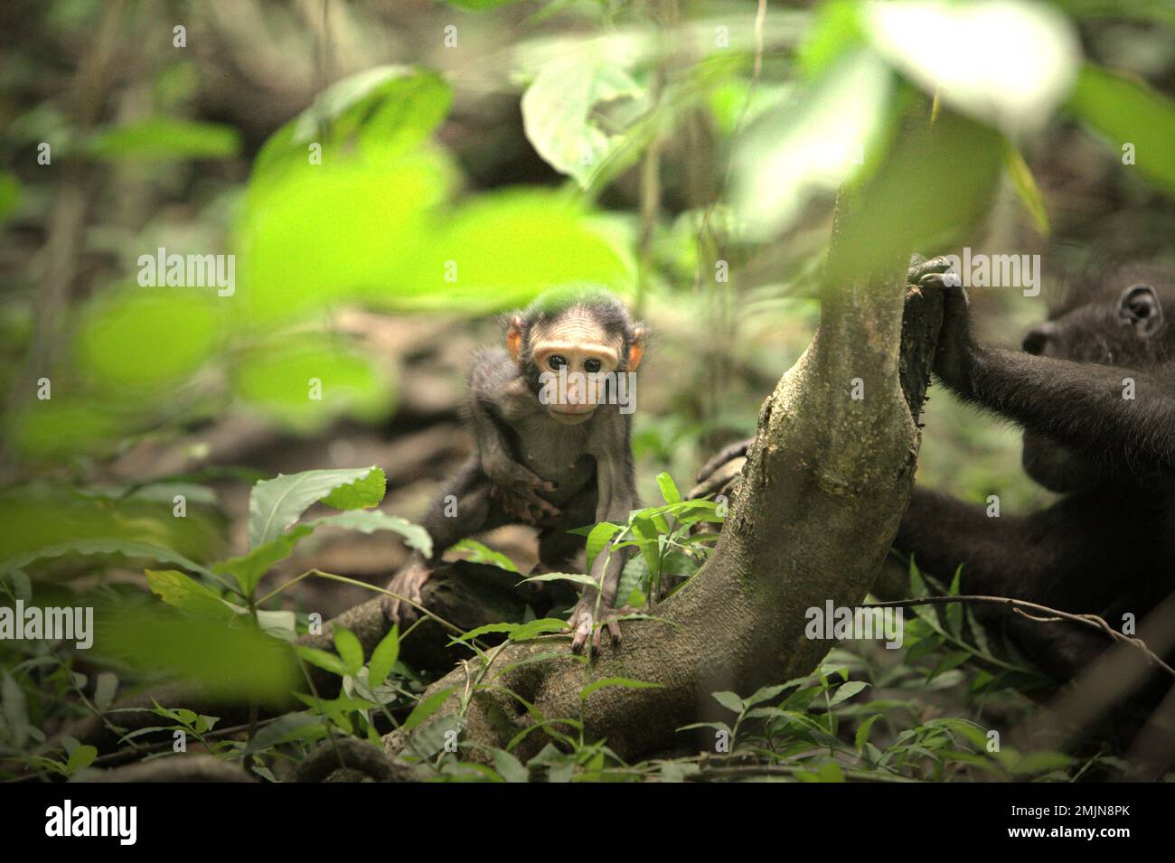 Ein neugieriger Säugling von Sulawesi-Schwarzkammmakaken (Macaca nigra) entfernt sich während der Entwöhnungszeit von seiner Mutter in ihrem natürlichen Lebensraum, dem Tiefland-Regenwald im Naturschutzgebiet Tangkoko, North Sulawesi, Indonesien. Die Entwöhnungsphase eines makaken Säuglings – im Alter von 5 Monaten bis zum Alter von 1 Jahren – ist die früheste Lebensphase, in der die Säuglingssterblichkeit am höchsten ist. Primate Wissenschaftler des Macaca Nigra Project beobachteten, dass '17 der 78 Säuglinge (22%) im ersten Lebensjahr verschwanden. Acht dieser 17 Toten wurden mit großen Stichwunden gefunden. Das Klima... Stockfoto