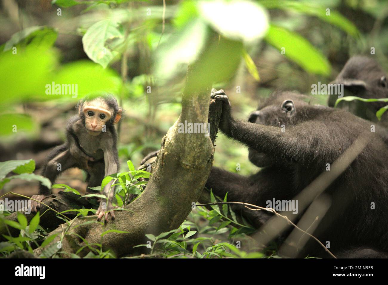 Ein neugieriger Säugling von Sulawesi-Schwarzkammmakaken (Macaca nigra) entfernt sich während der Entwöhnungszeit von seiner Mutter in ihrem natürlichen Lebensraum, dem Tiefland-Regenwald im Naturschutzgebiet Tangkoko, North Sulawesi, Indonesien. Die Entwöhnungsphase eines makaken Säuglings – im Alter von 5 Monaten bis zum Alter von 1 Jahren – ist die früheste Lebensphase, in der die Säuglingssterblichkeit am höchsten ist. Primate Wissenschaftler des Macaca Nigra Project beobachteten, dass '17 der 78 Säuglinge (22%) im ersten Lebensjahr verschwanden. Acht dieser 17 Toten wurden mit großen Stichwunden gefunden. Das Klima... Stockfoto