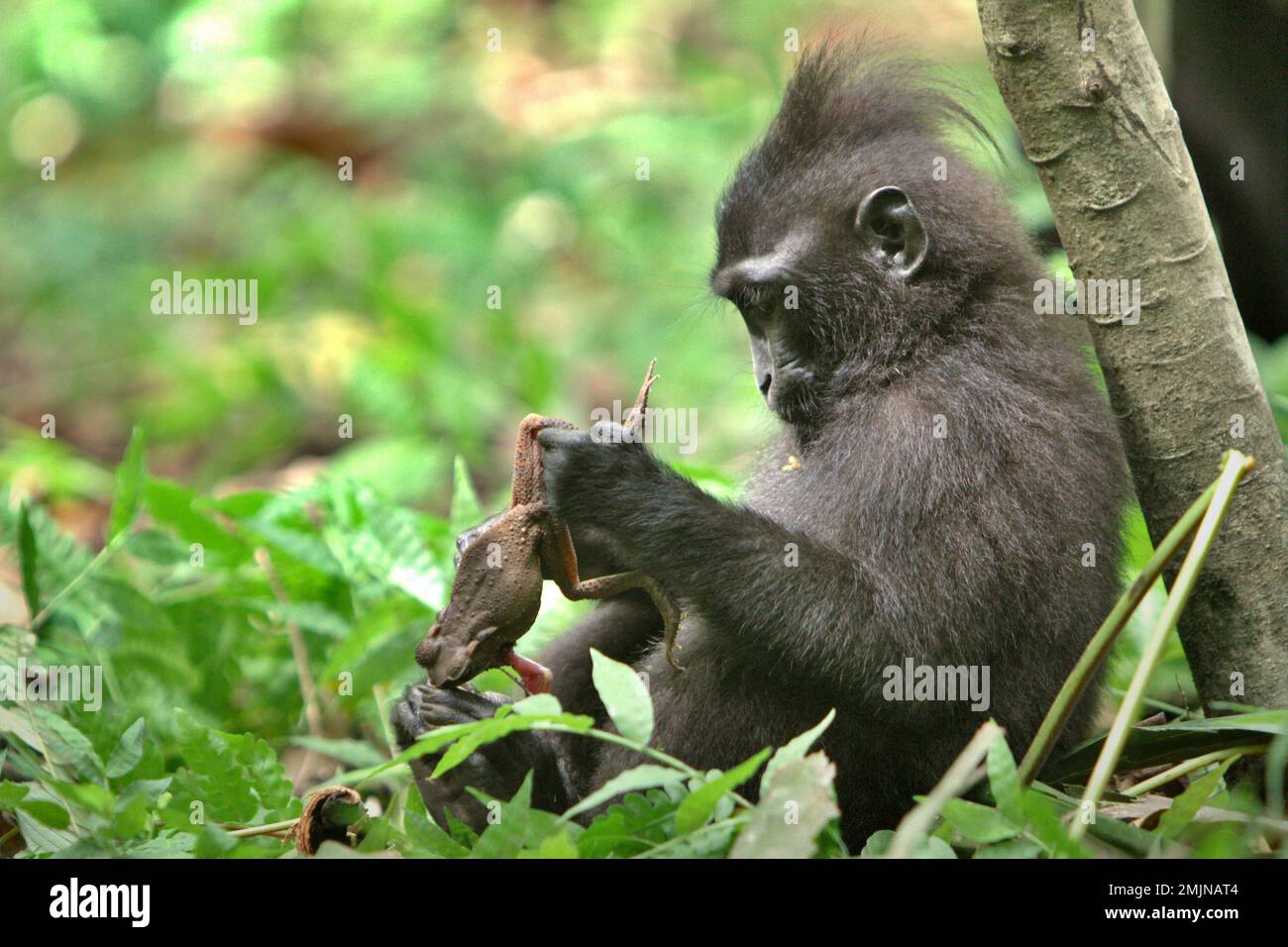 Ein junger Mensch aus Sulawesi-Schwarzkammmakaken (Macaca nigra) hält einen Frosch in der Hand, den er im Naturschutzgebiet Tangkoko, Nord-Sulawesi, Indonesien, gefangen hat. Timothy O'Brien und Margaret Kinnaird – Wissenschaftler der Primaten – haben beobachtet und berichtet, dass es zu Raubtieren auf Frosch sowie auf Fledermaus, Fliegenschnäffchen, Waldgecko und Eiern von rotem Dschungelhuhn kommt. Die Auswirkungen des Klimawandels auf die endemischen Arten sind auf verändertes Verhalten und Nahrungsverfügbarkeit zu sehen, die ihre Überlebensrate beeinflussen. Stockfoto
