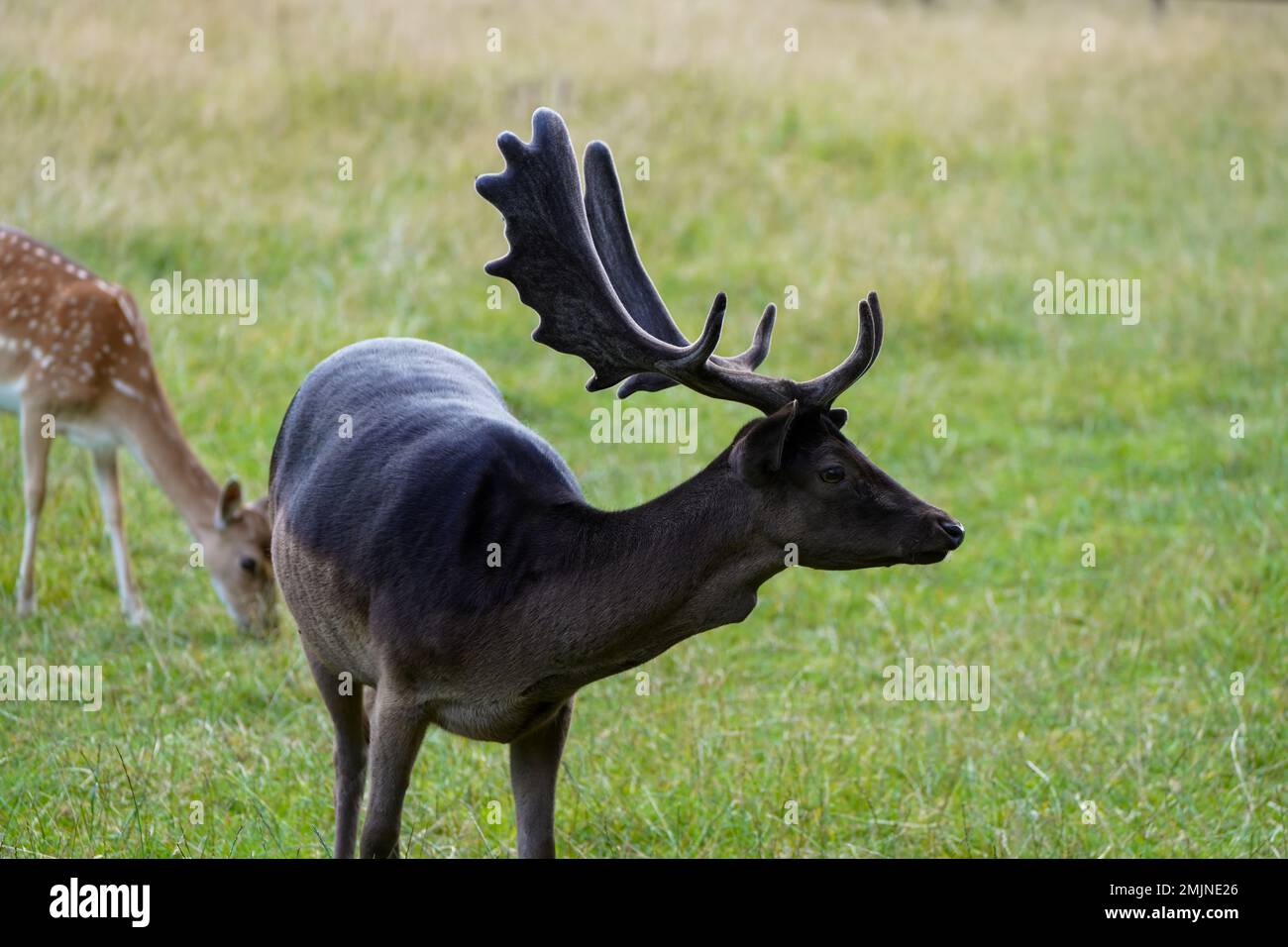Schwarzwild auf einer grünen Wiese. Dama-Damm. Stockfoto