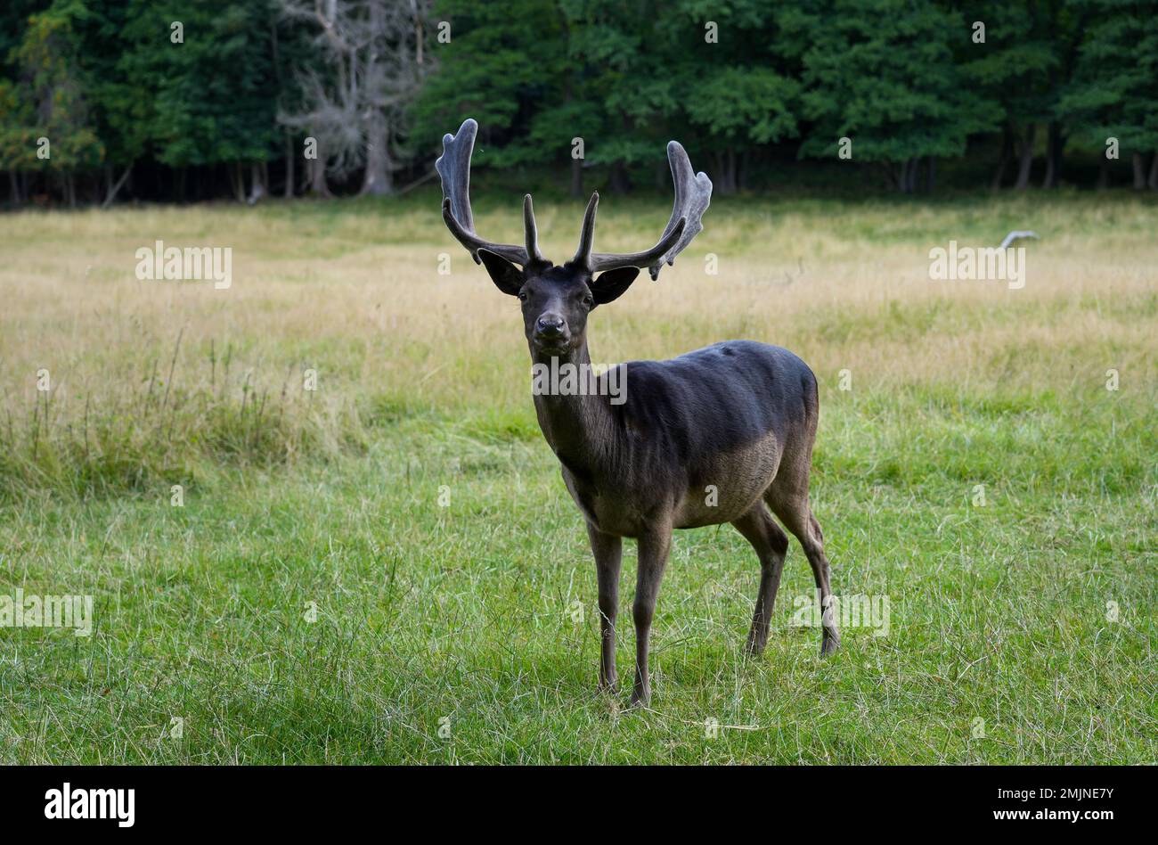 Schwarzwild auf einer grünen Wiese. Dama-Damm. Stockfoto