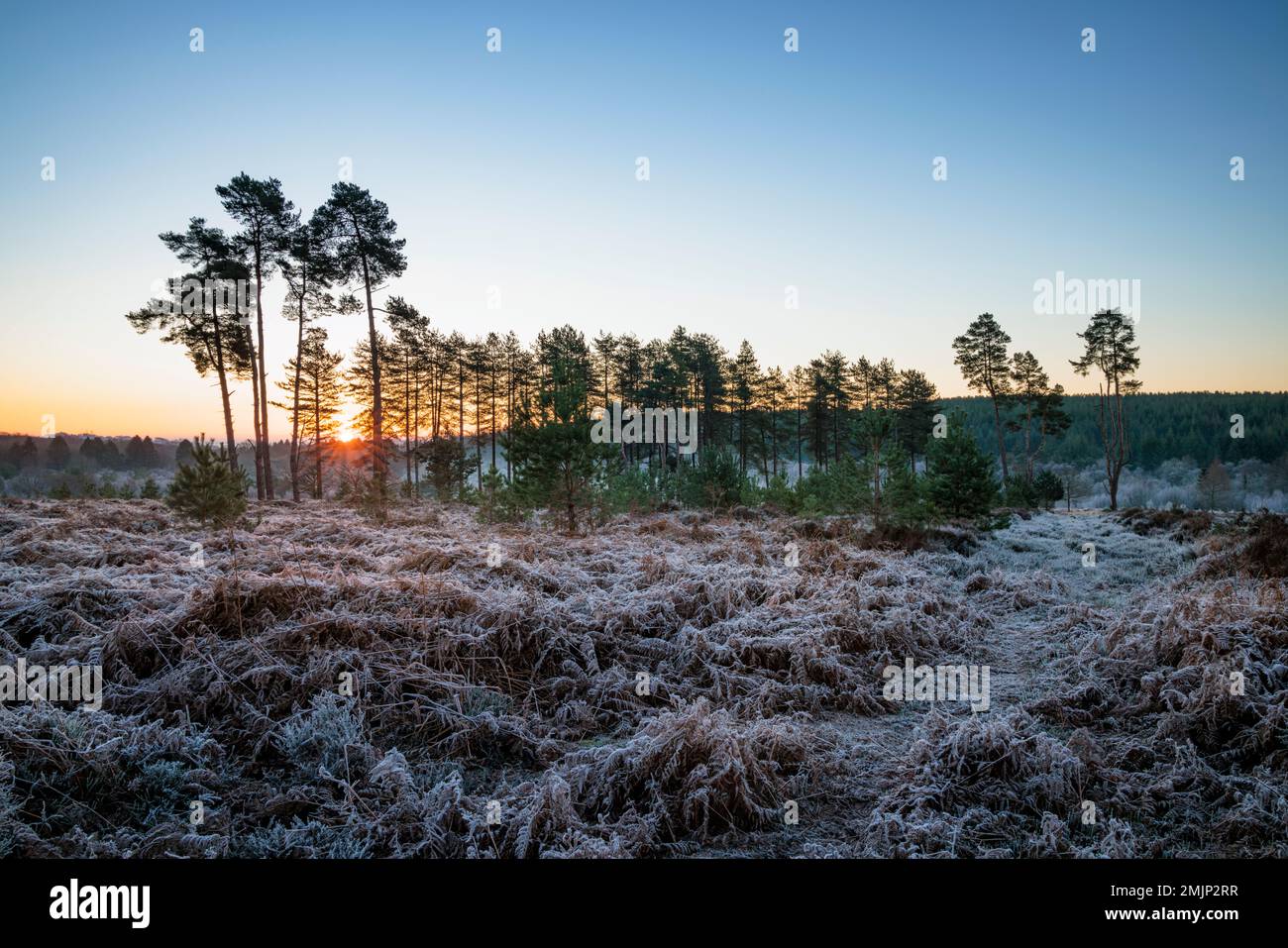 Sonnenaufgang im Cleddon Nature Reserve im Wye Valley. Stockfoto