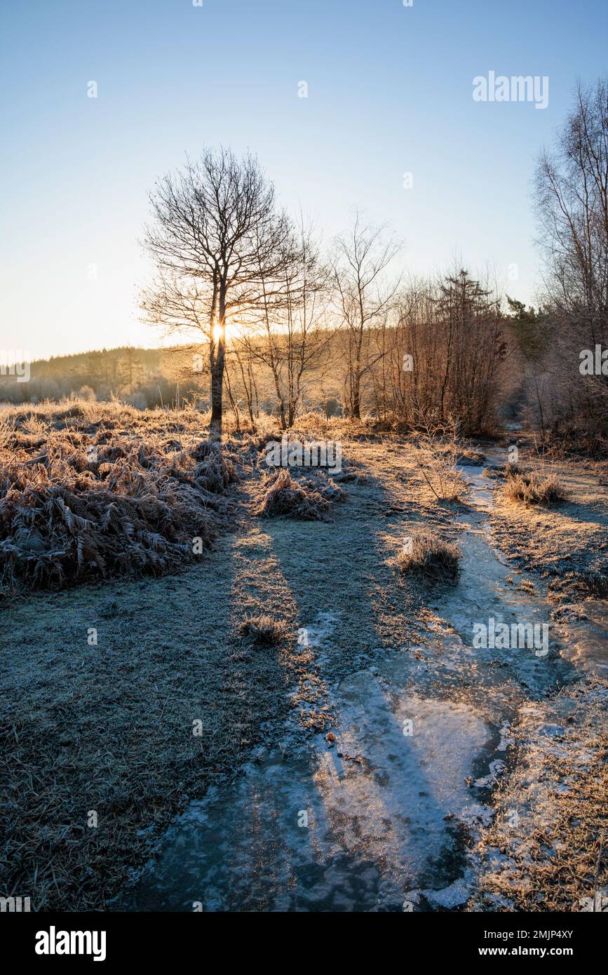 Sonnenaufgang im Cleddon Nature Reserve im Wye Valley. Stockfoto