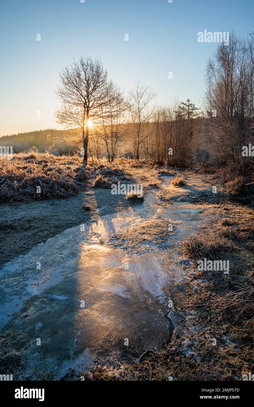 Sonnenaufgang im Cleddon Nature Reserve im Wye Valley. Stockfoto