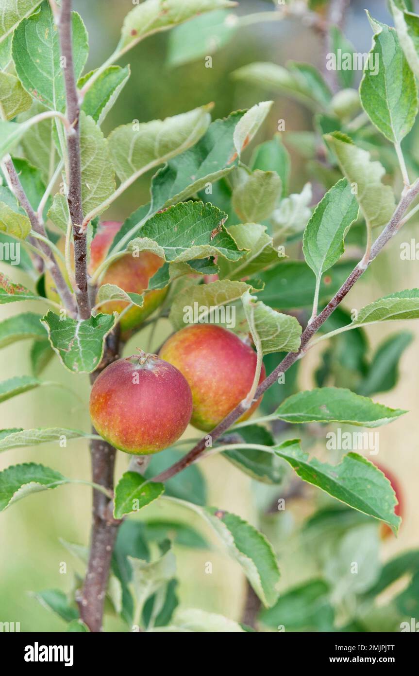 Rote Äpfel auf einem jungen Cox's Orange Pippin Apfelbaum im Sommer. Stockfoto