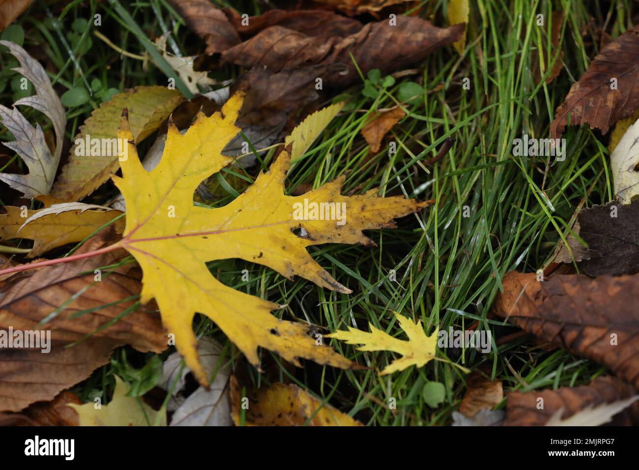 Gelbe Herbstblätter auf dem Gras Stockfoto