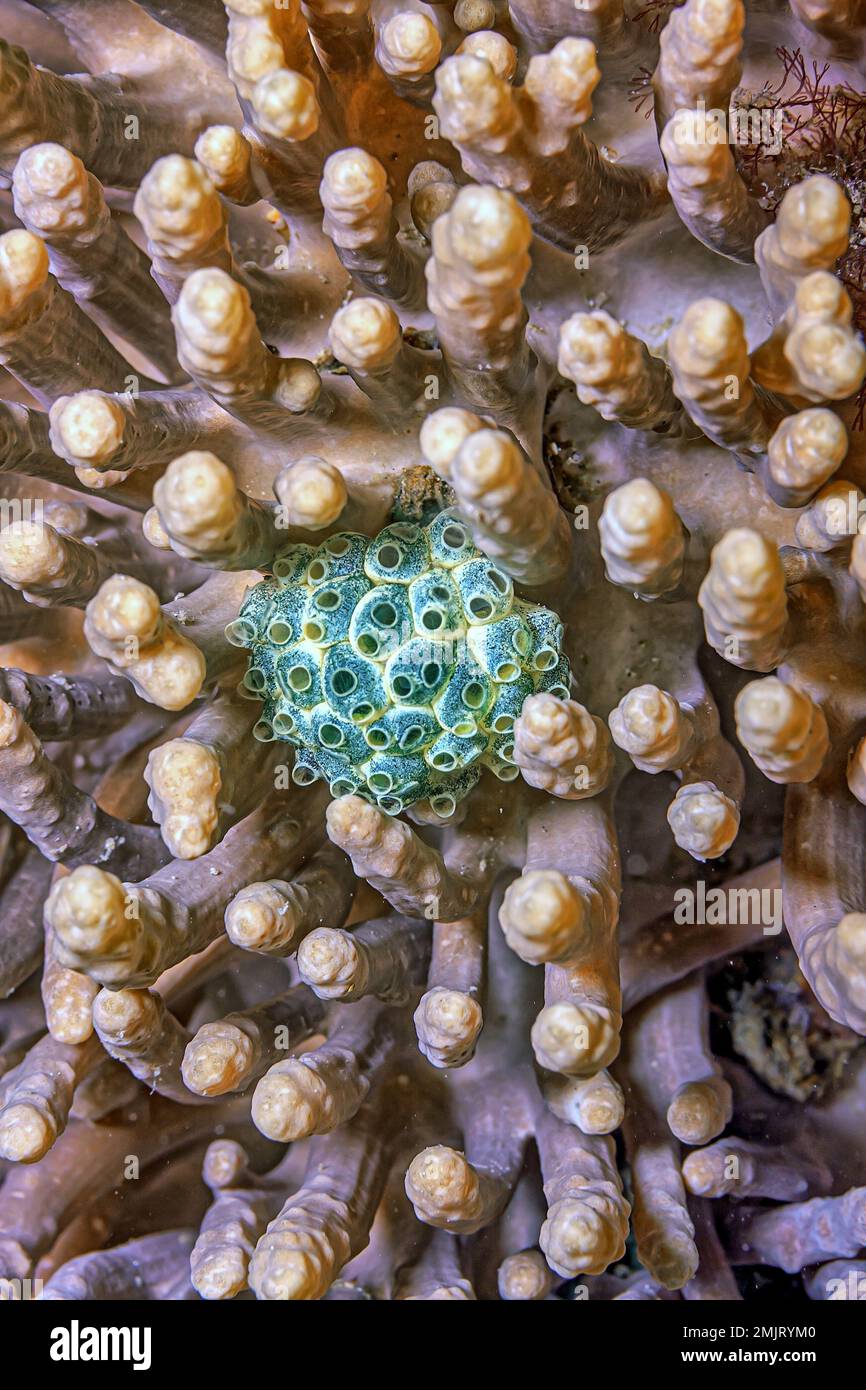 Tunicate ist ein wirbelloses Meerestier, ein Mitglied des Subylum Tunicata. Es ist Teil der Chordata, ein Phylum Stockfoto