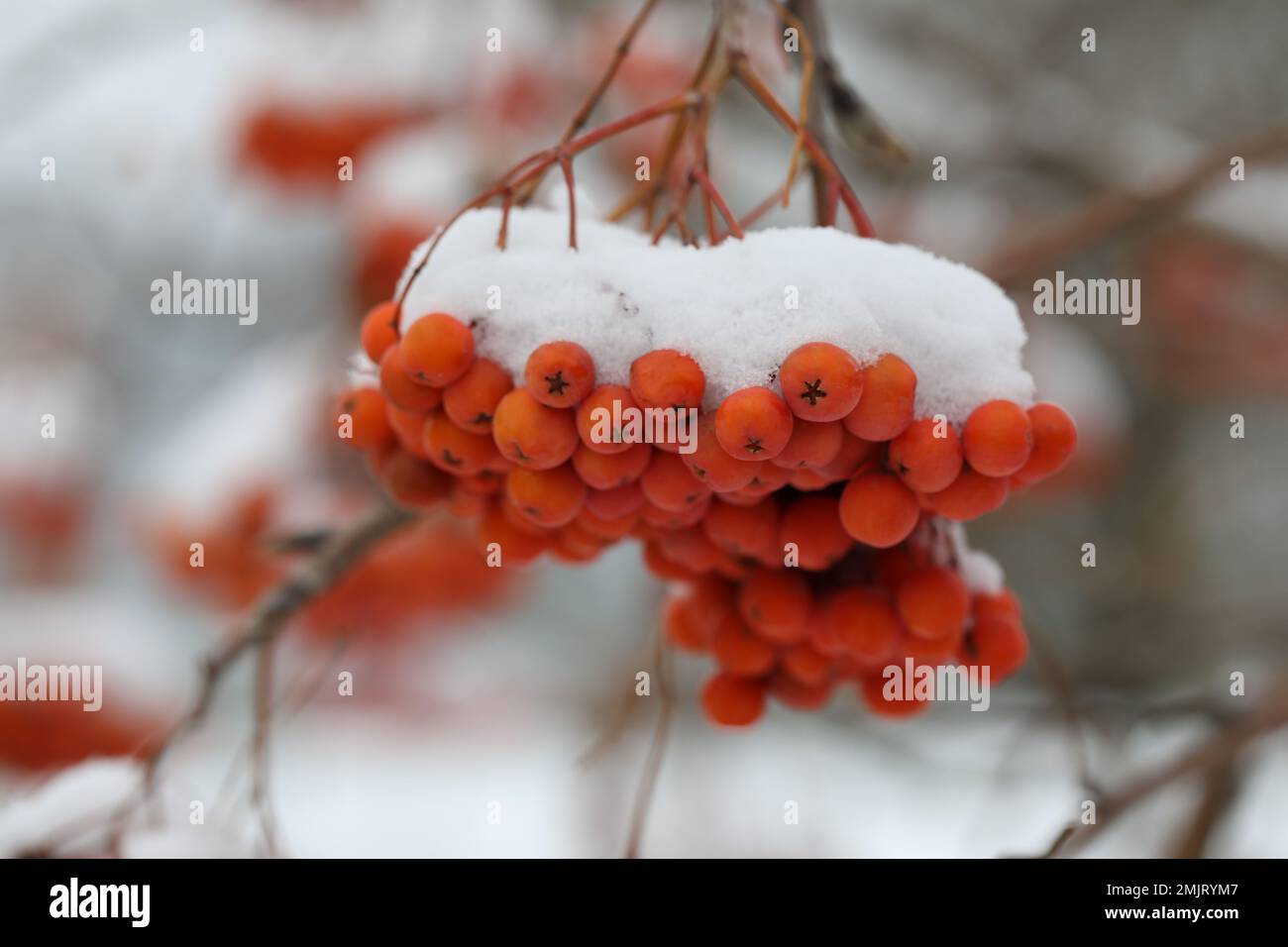 Beeren aus Asche unter dem Schnee im Garten Stockfoto