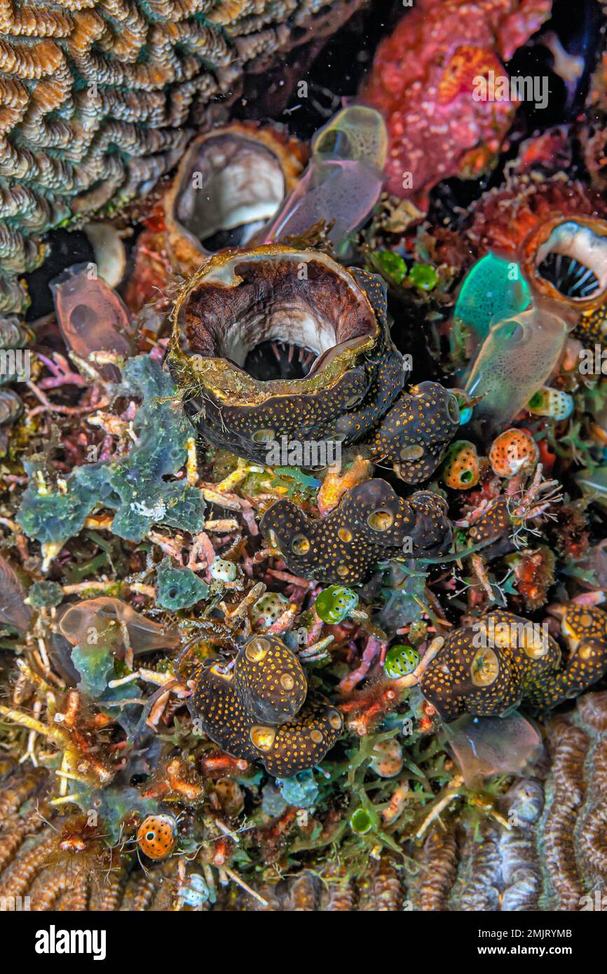 Tunicate ist ein wirbelloses Meerestier, ein Mitglied des Subylum Tunicata. Es ist Teil der Chordata, ein Phylum Stockfoto