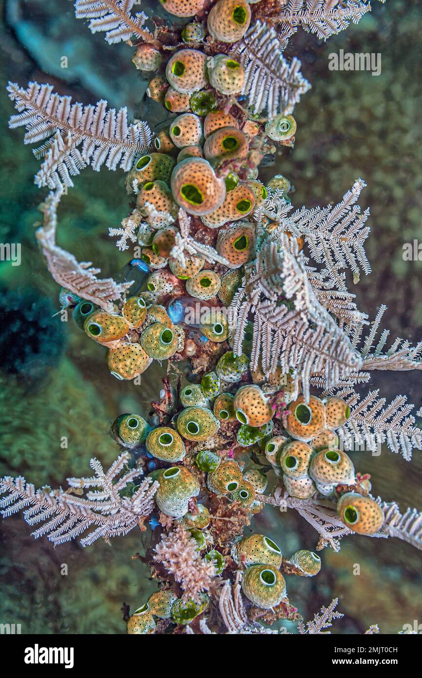 Tunicate ist ein wirbelloses Meerestier, ein Mitglied des Subylum Tunicata. Es ist Teil der Chordata, ein Phylum Stockfoto