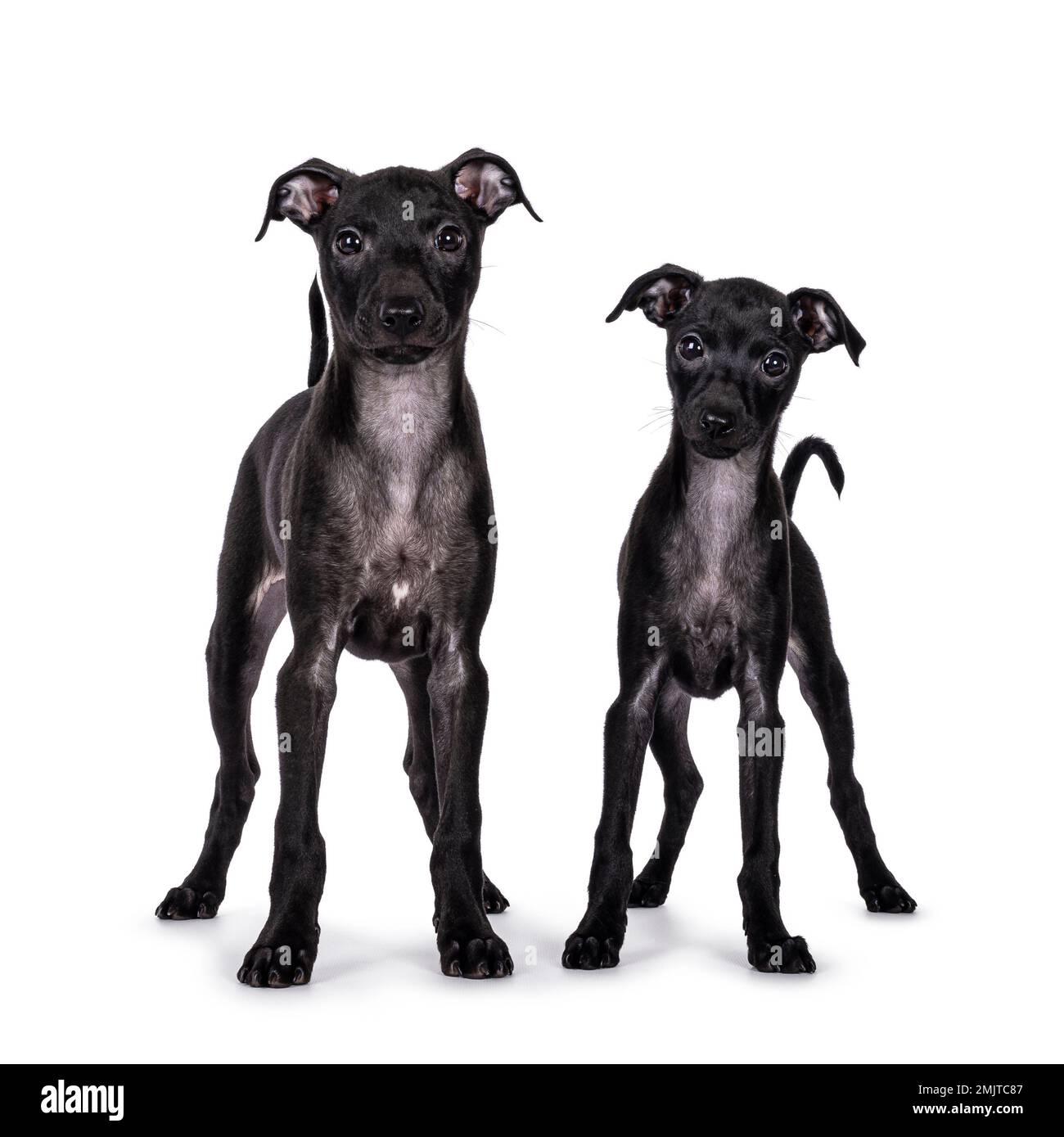 Süßes Duo von 2 italienischen Greyhound alias Italienische Sighthound Welpen, die vorne stehen. Ich schaue direkt in die Kamera. Isoliert auf weißem Hintergrund. Stockfoto