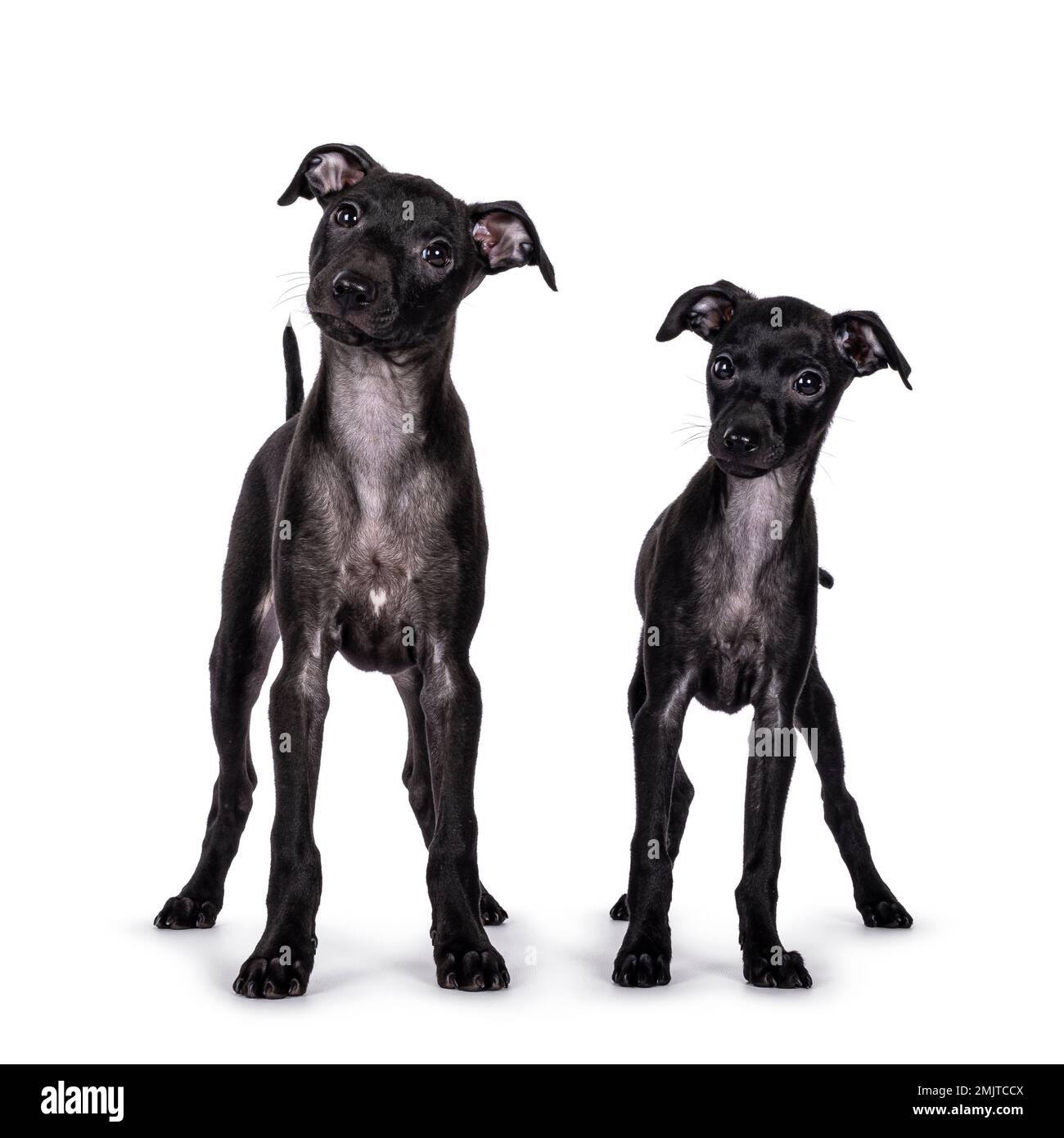 Süßes Duo von 2 italienischen Greyhound alias Italienische Sighthound Welpen, die vorne stehen. Neben der Kamera. Isoliert auf weißem Hintergrund. Stockfoto