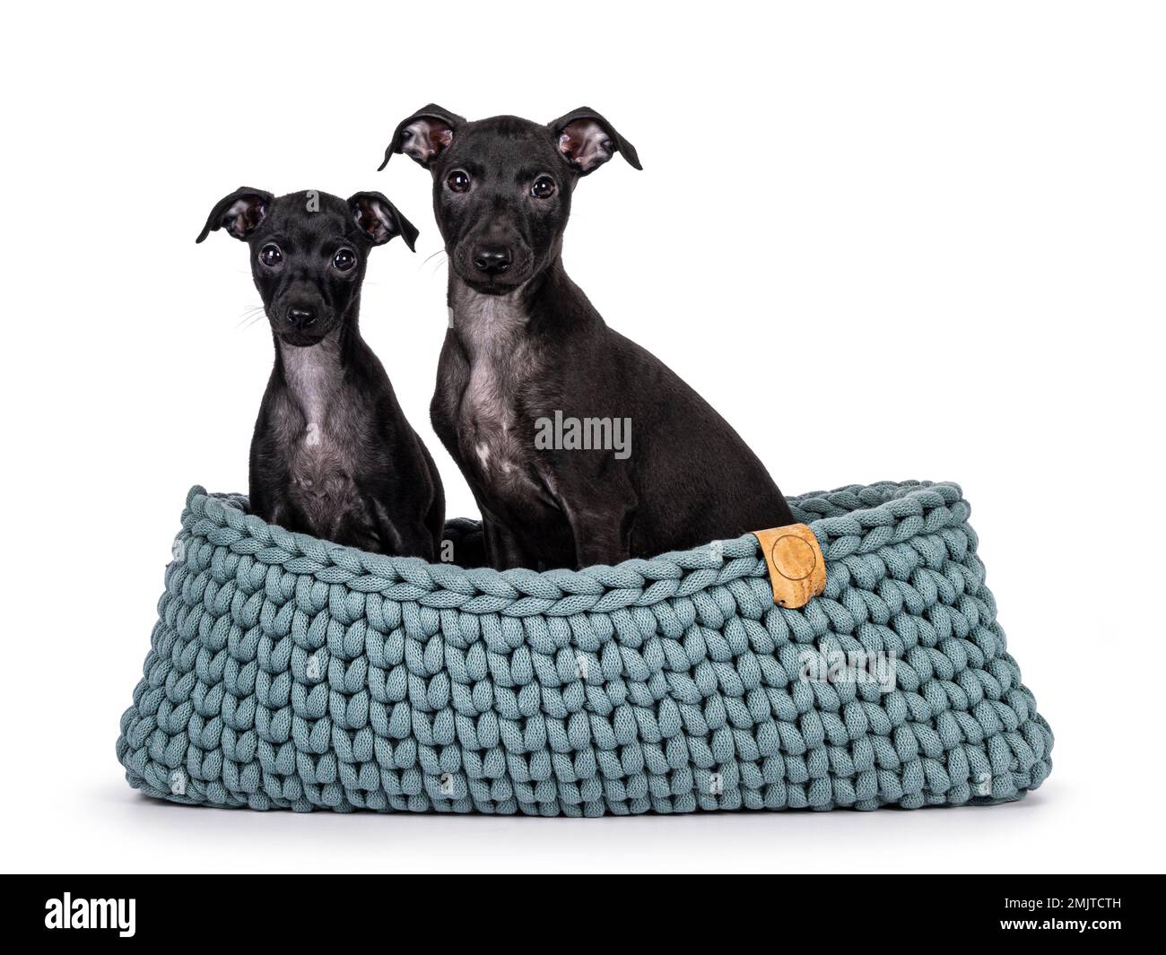 Ein niedliches Duo von 2 italienischen Windhund-Hündinnen, auch bekannt als italienische Sighthound-Welpen, die zusammen in einem Strickkorb sitzen. Ich schaue direkt in die Kamera. Isoliert auf einem weißen Ba Stockfoto