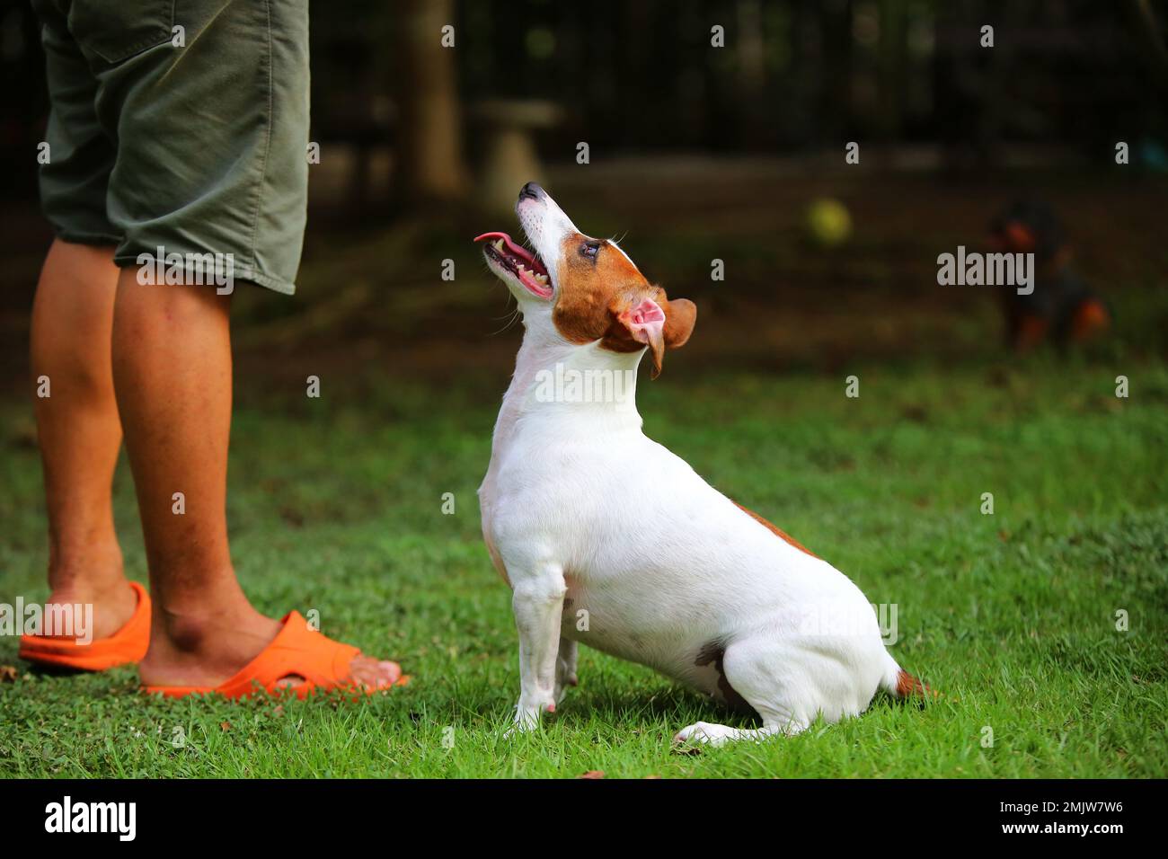 Jack Russell Terrier sitzt und wartet auf Befehl des Besitzers im Park. Der Hund entfesselt mit dem Besitzer. Stockfoto